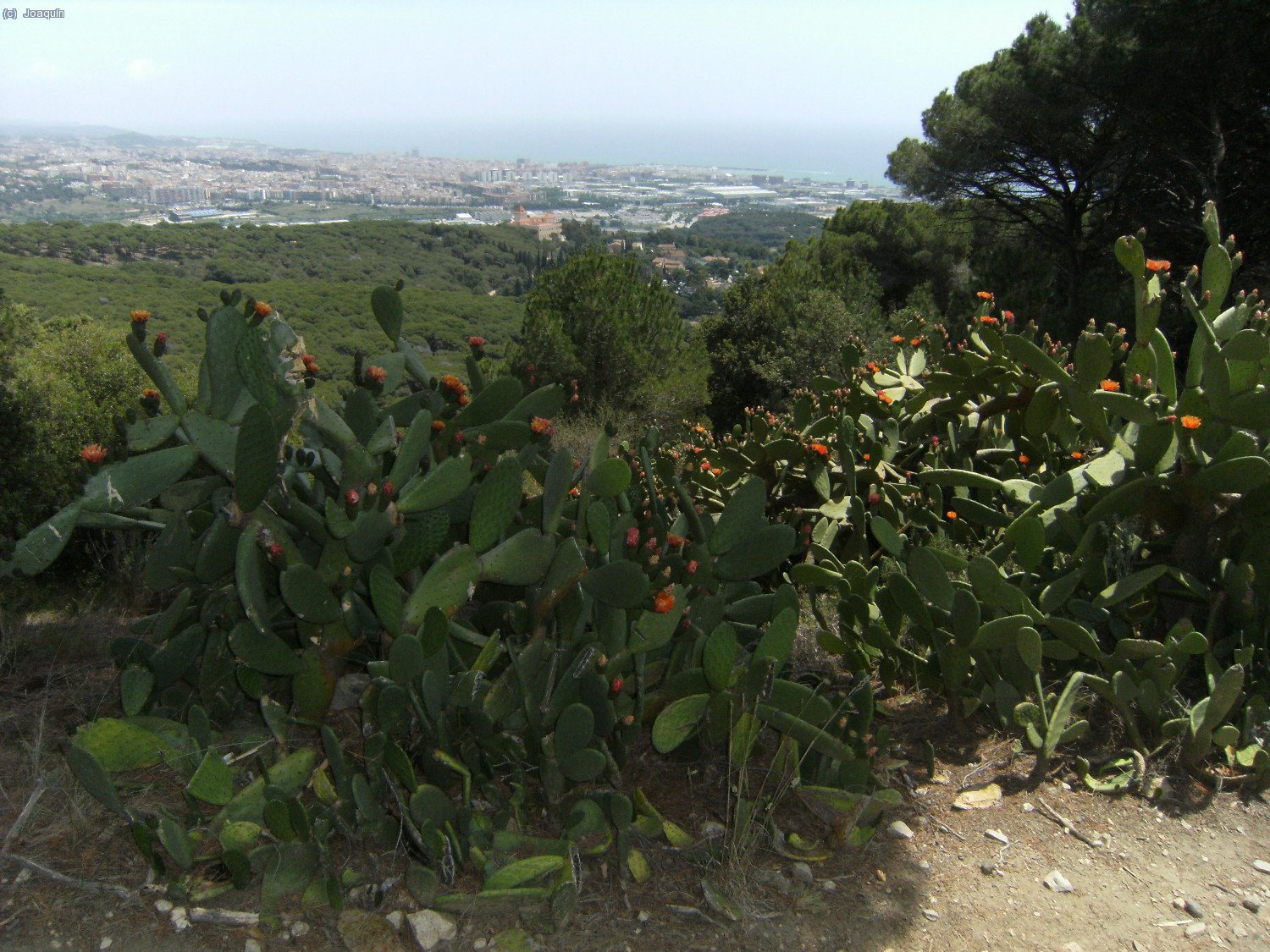 Al fondo Matar&oacute;