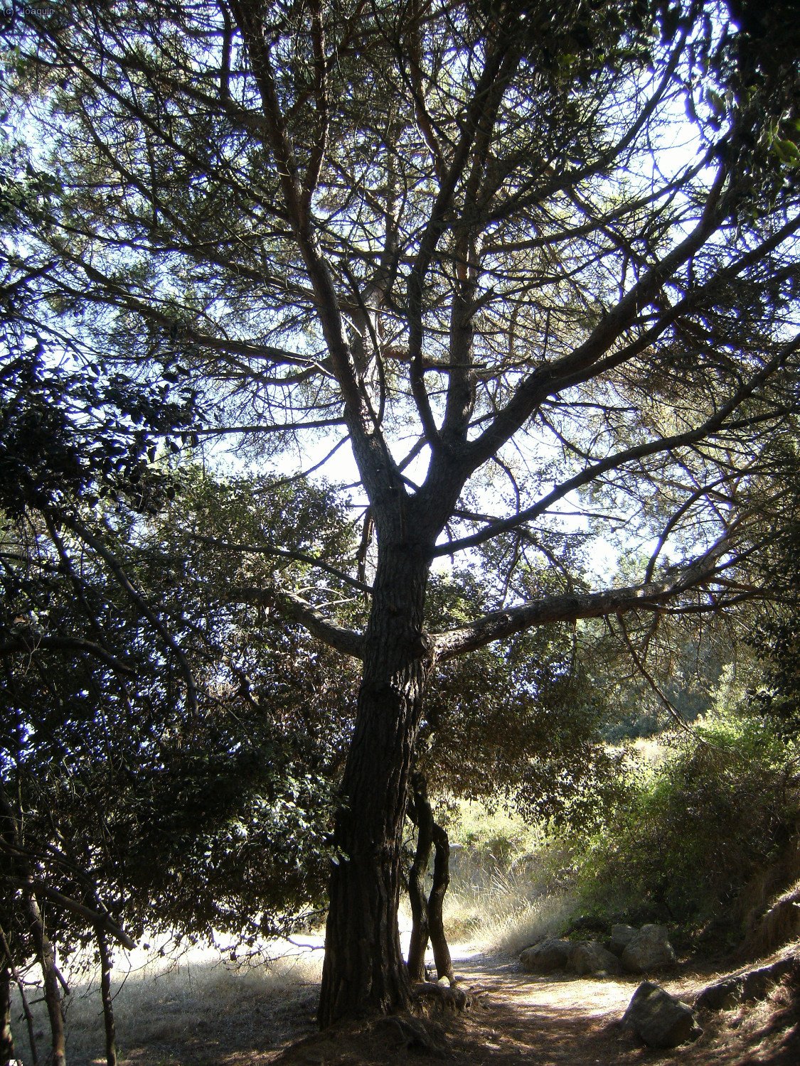 Gran pino en el camino