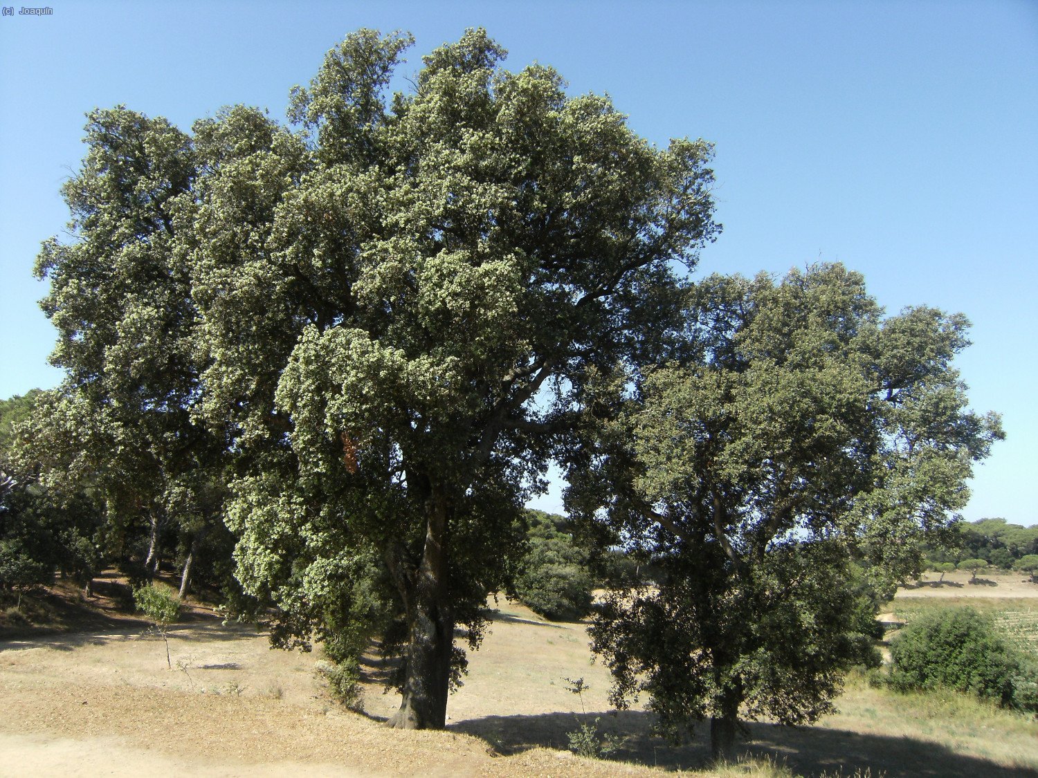 Encinas en la Ermita de Sant Mateu