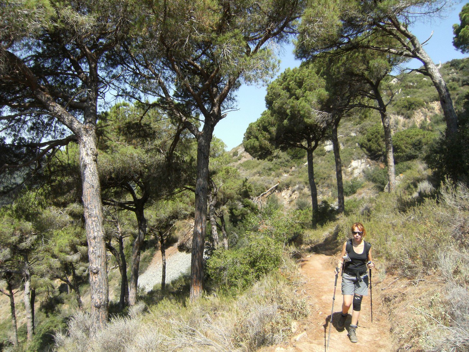 Anna entre la pinada