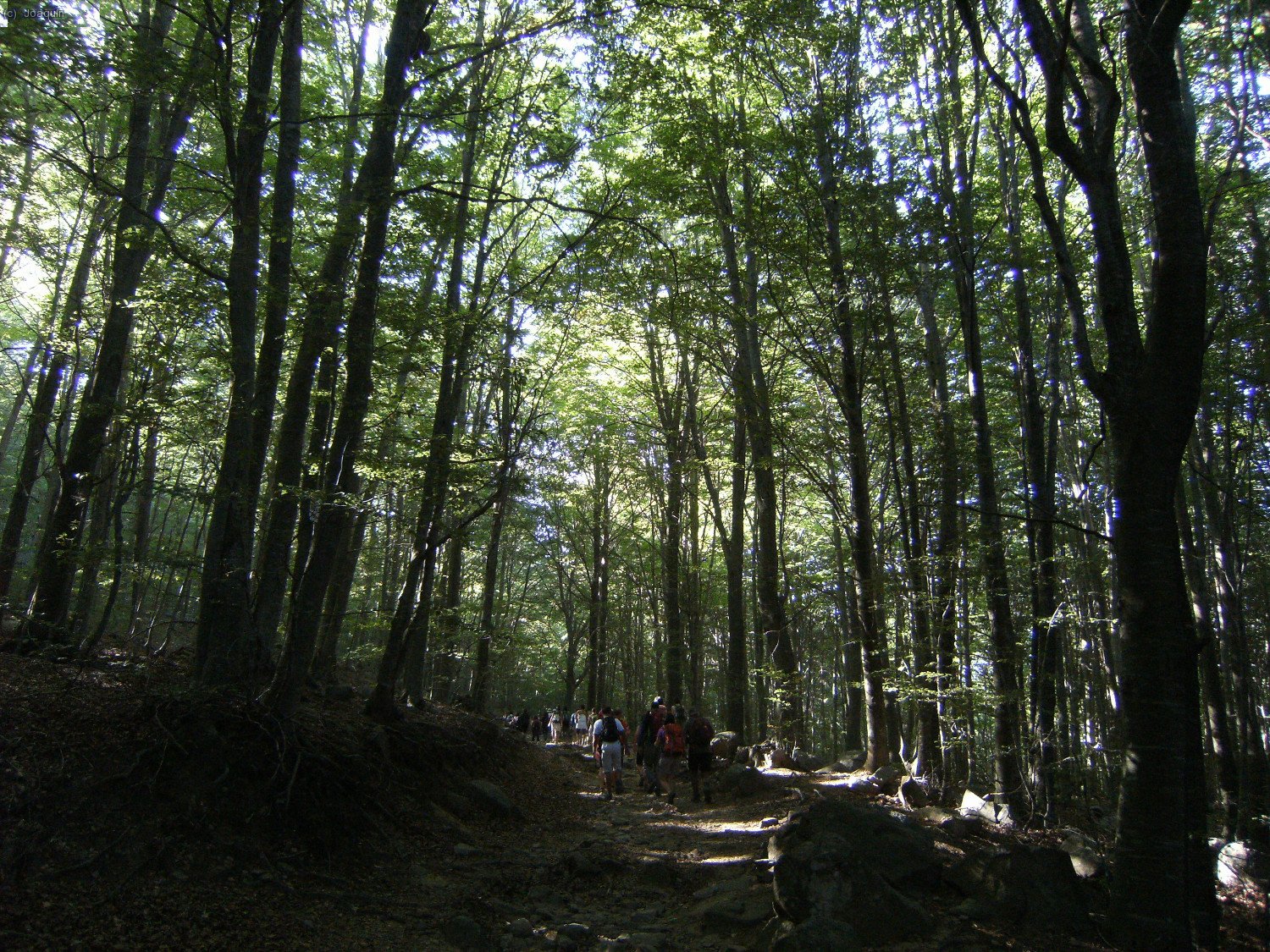 Alrededores del Pla de Malladius