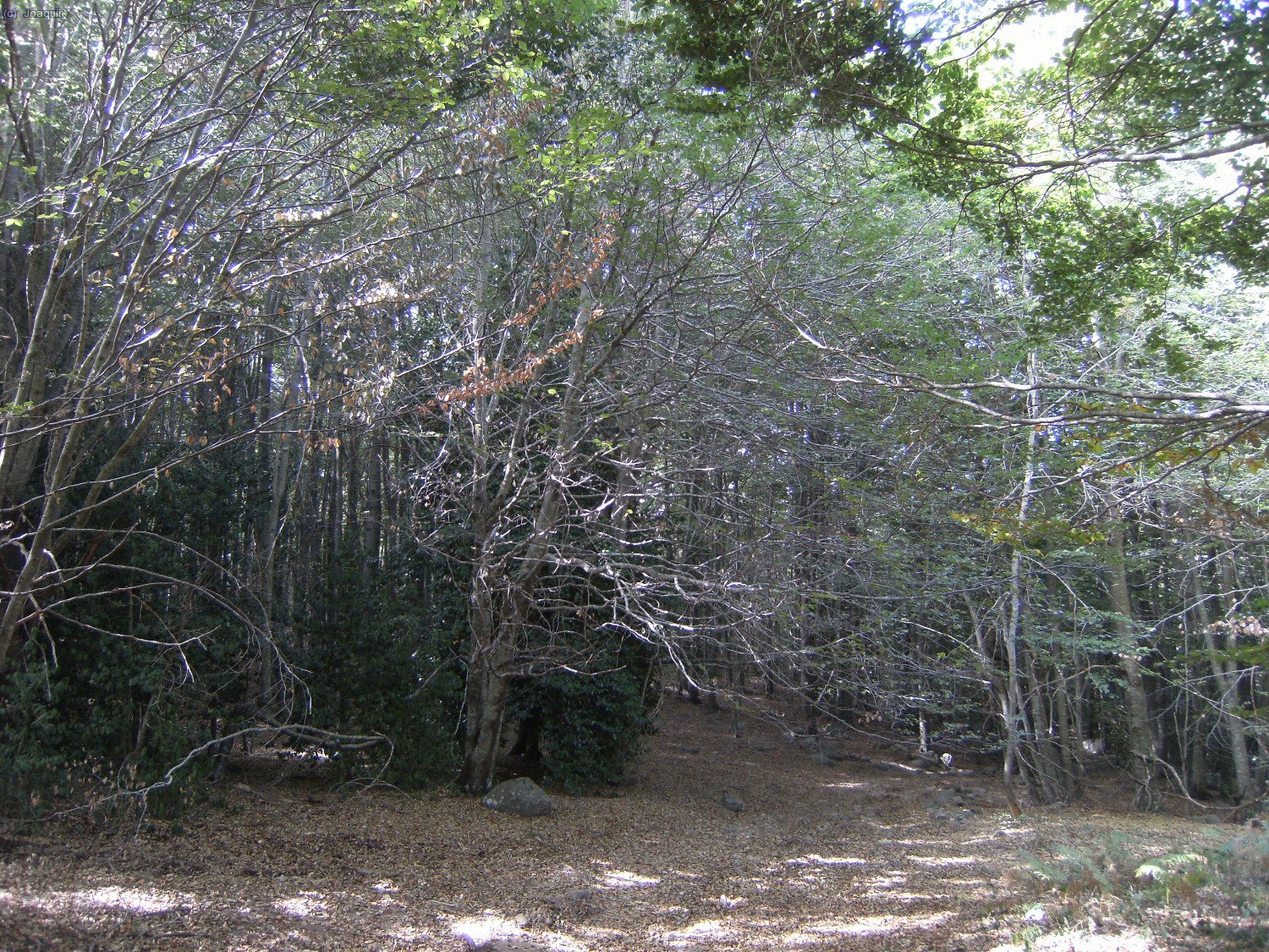 Camino del Pla de Malladius