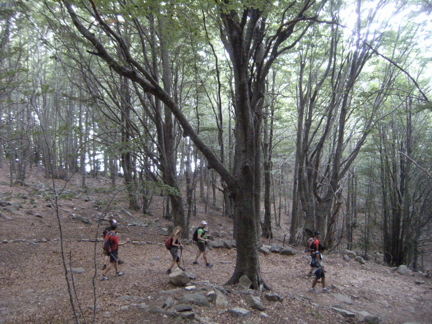 Bajando por el magn&iacute;fico hayedo al Pantano de Santa Fe