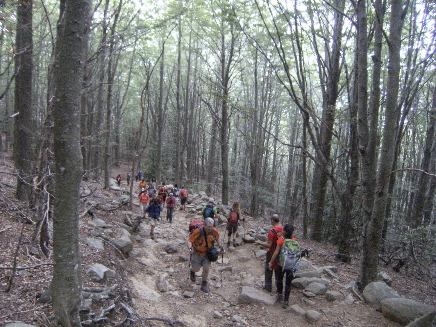 Bajando por el magn&iacute;fico hayedo al Pantano de Santa Fe