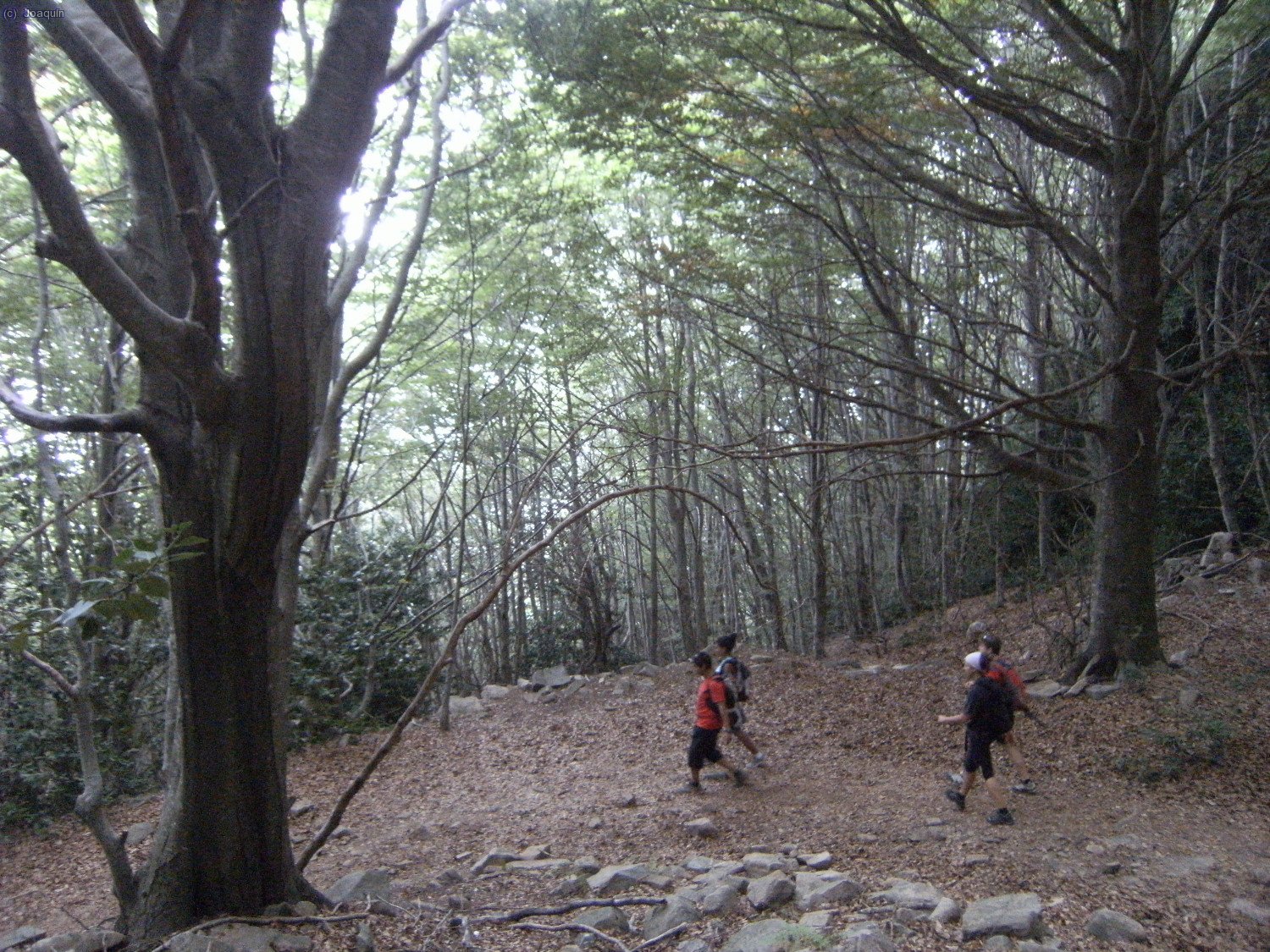 Bajando por el magn&iacute;fico hayedo al Pantano de Santa Fe