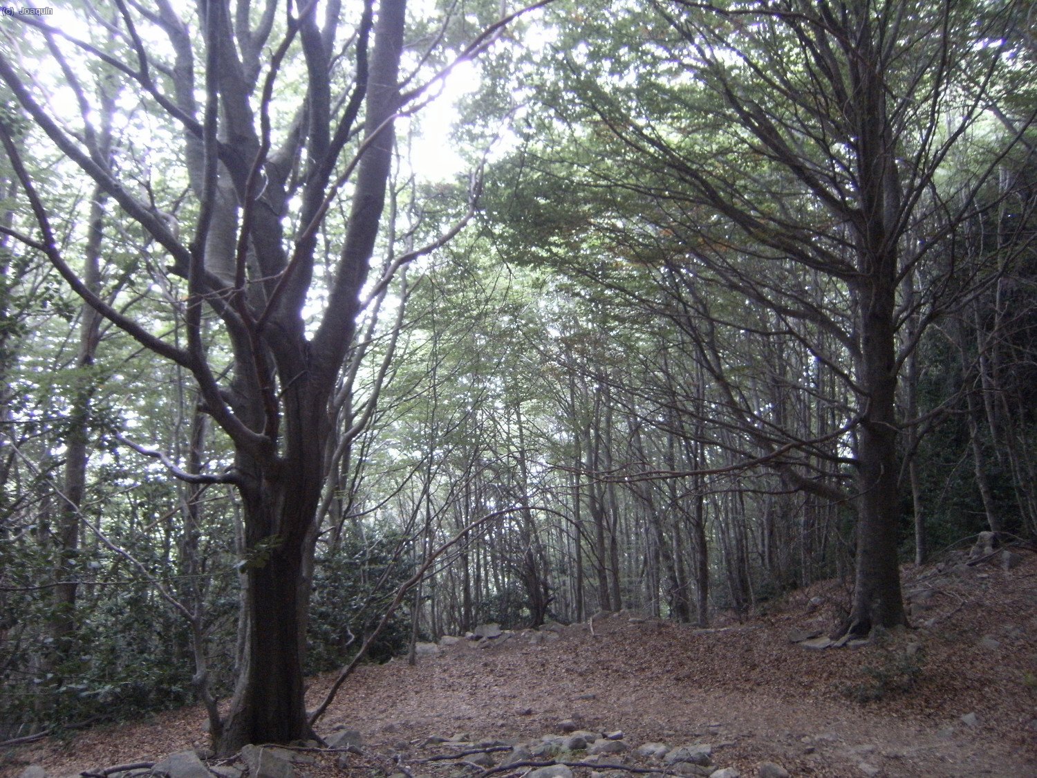 Magnificos ejempleres en el hayedo