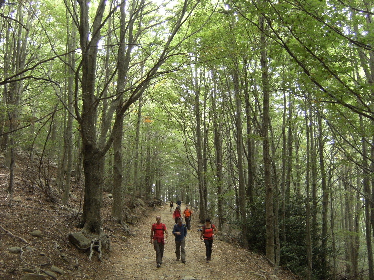 Bajando por el magn&iacute;fico hayedo al Pantano de Santa Fe