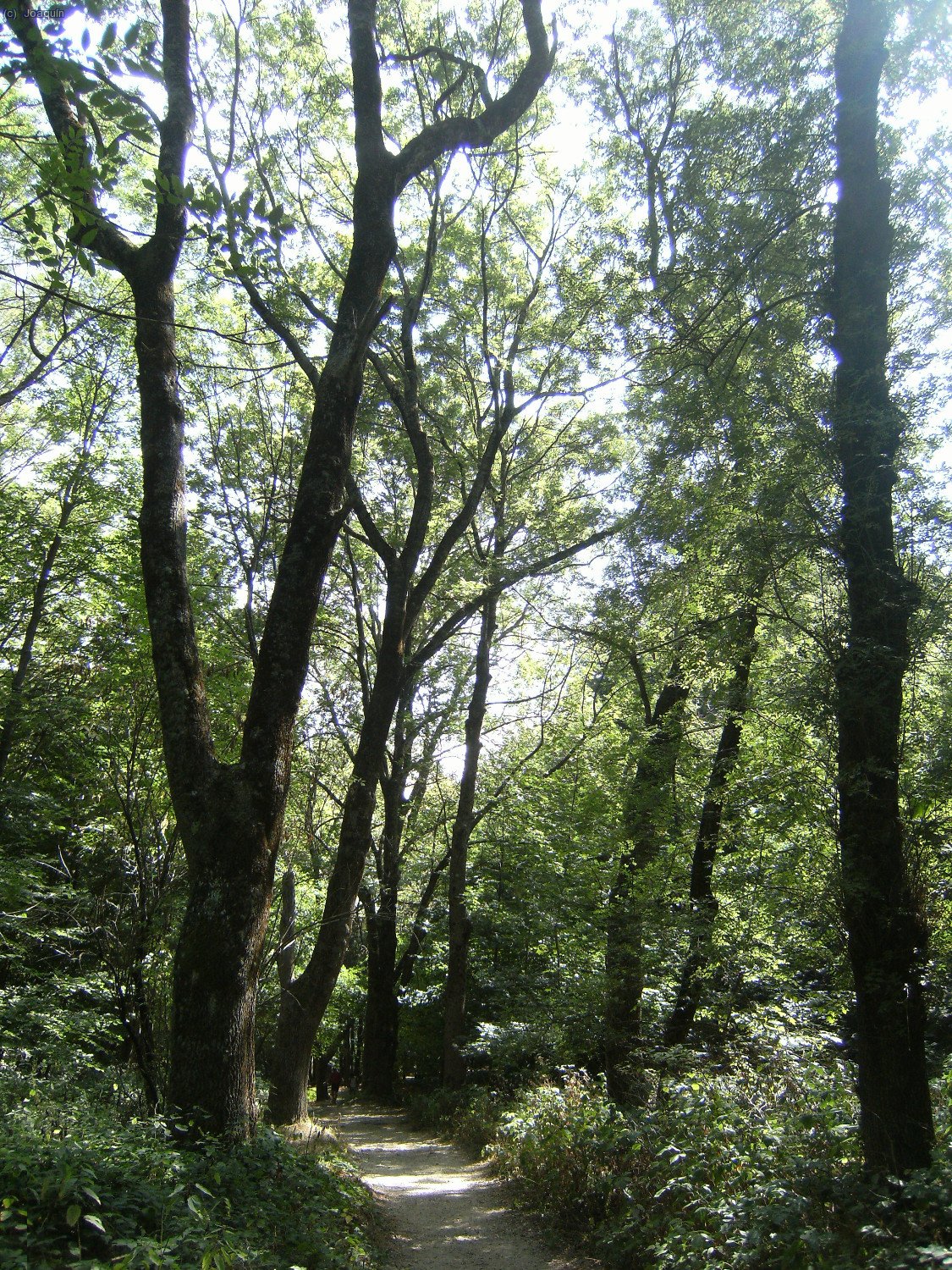 Camino de Santa Fe