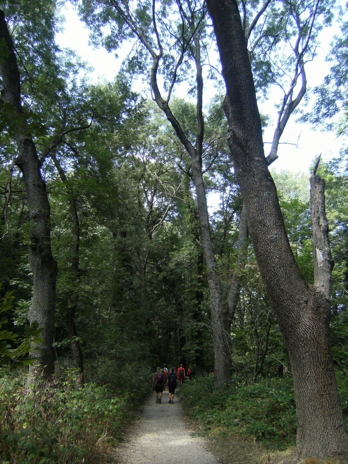 Camino de Santa Fe