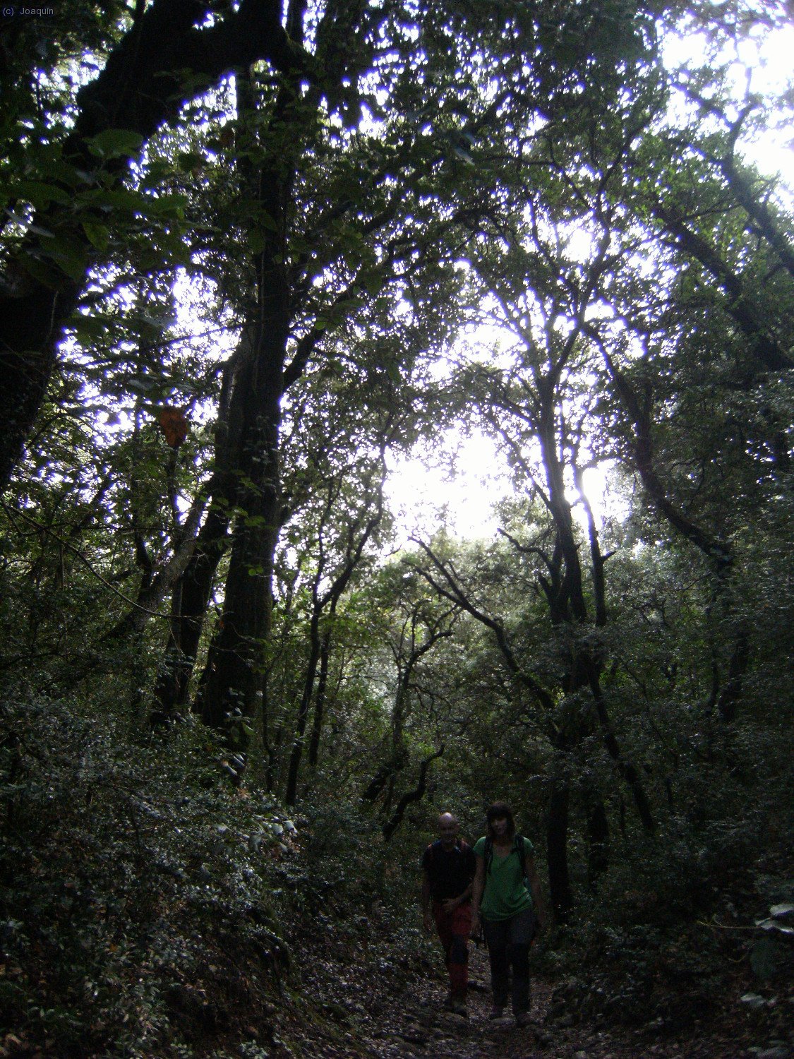 Camino de Sant Jeroni