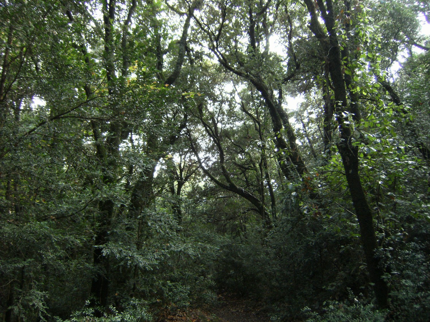 Camino de Sant Jeroni