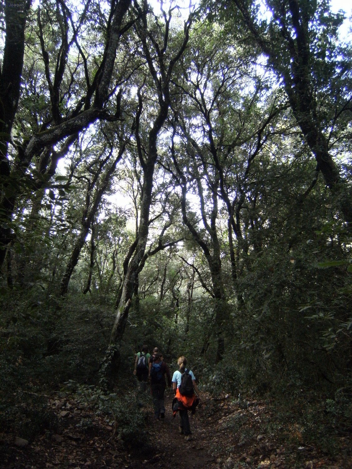 Camino de Sant Jeroni