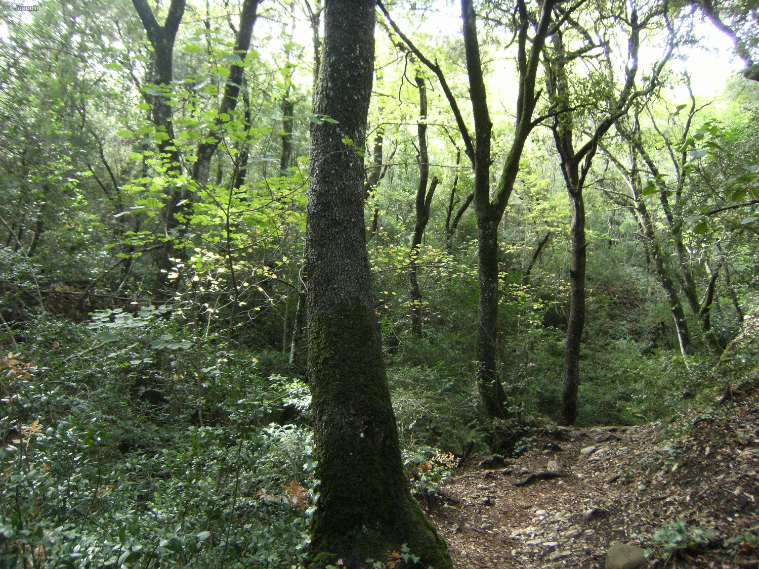 Camino de Sant Jeroni