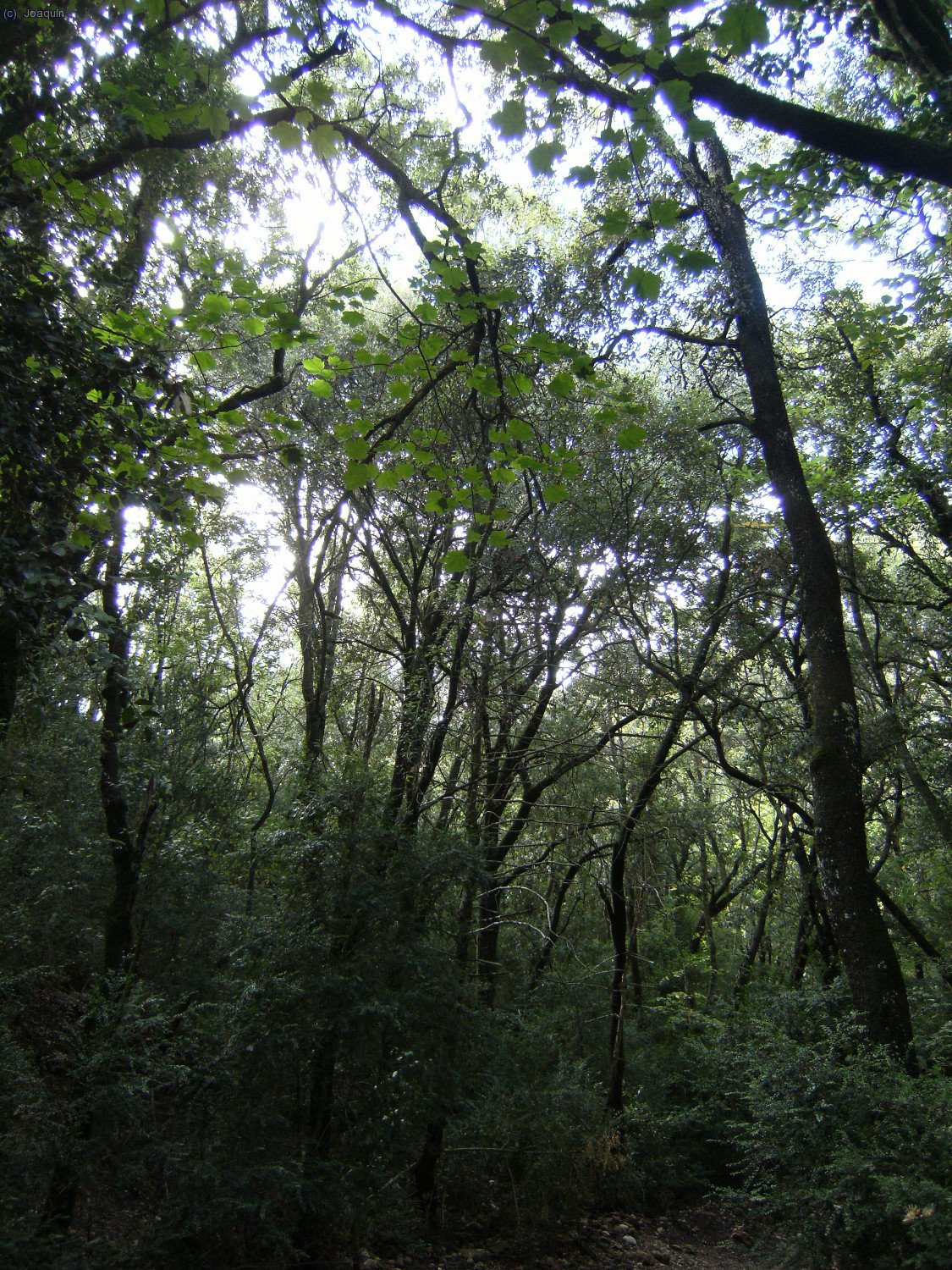 Camino de Sant Jeroni