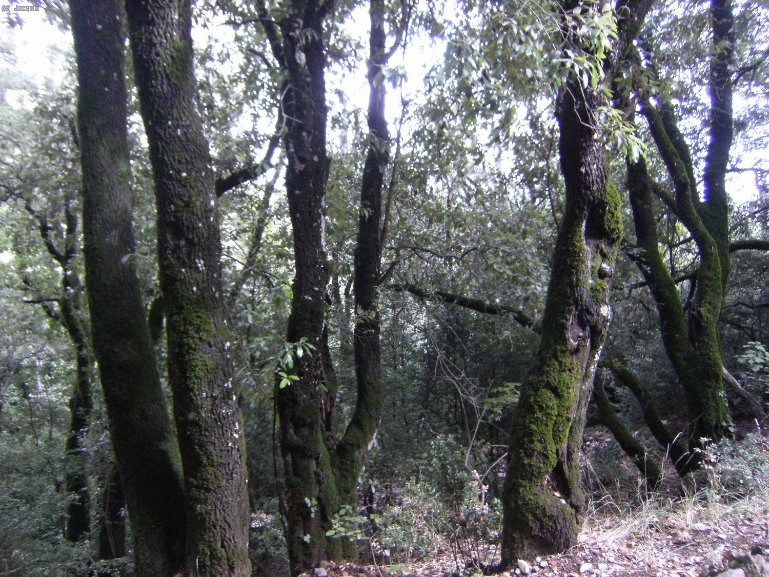 Subiendo al pico Sant Jeroni