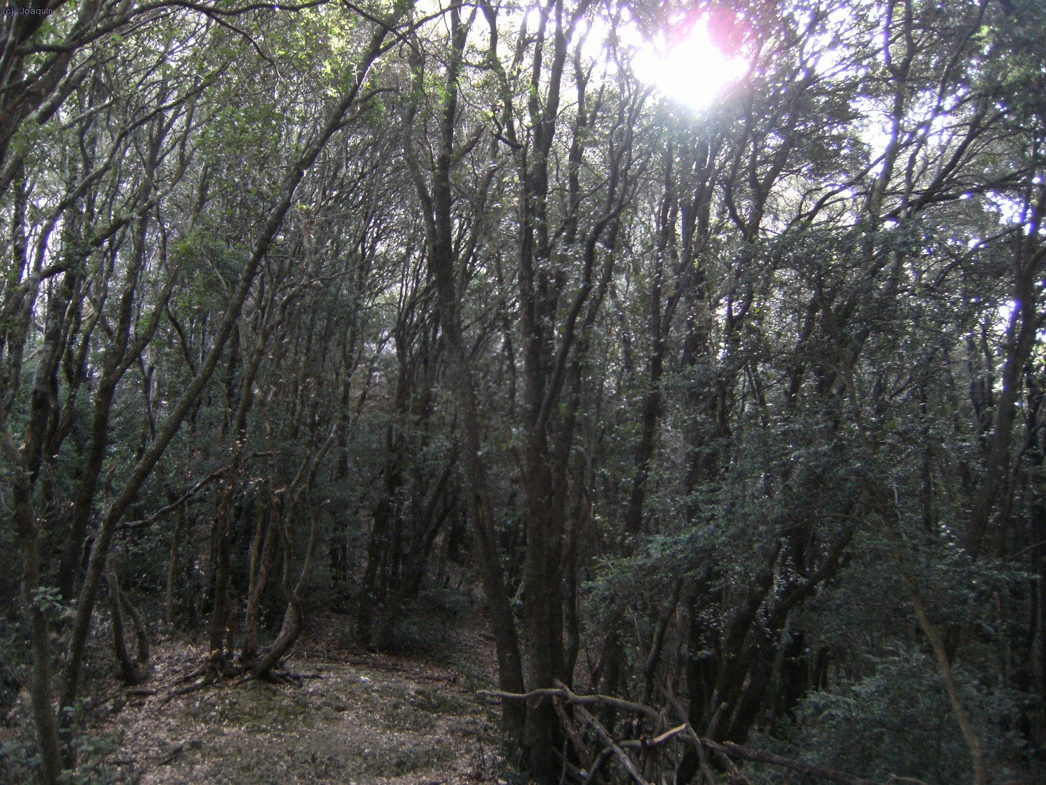 Bosques en las cercan&iacute;as del Portell Estret o Coll de Les Agulles