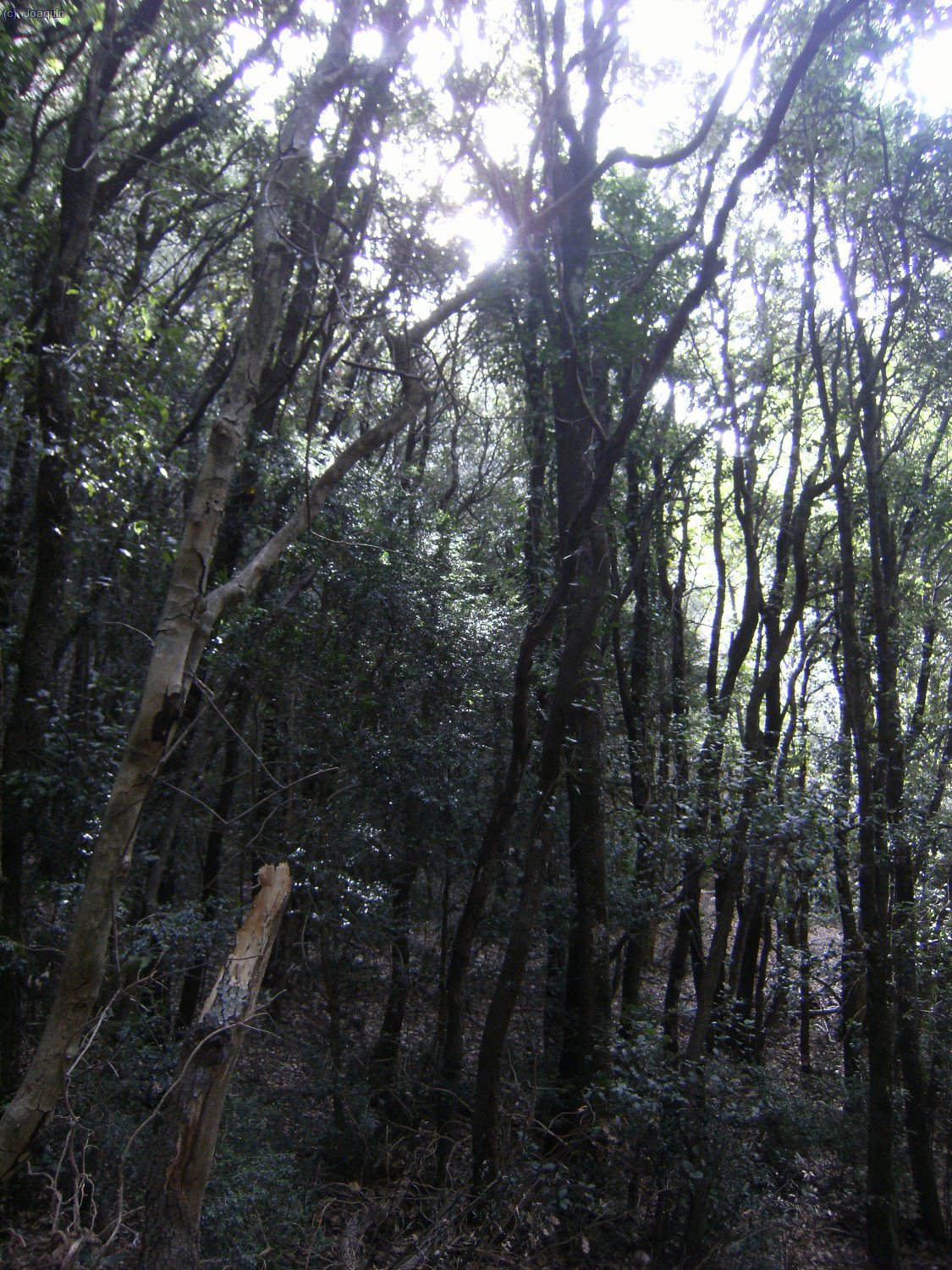 Bosques en las cercan&iacute;as del Portell Estret o Coll de Les Agulles