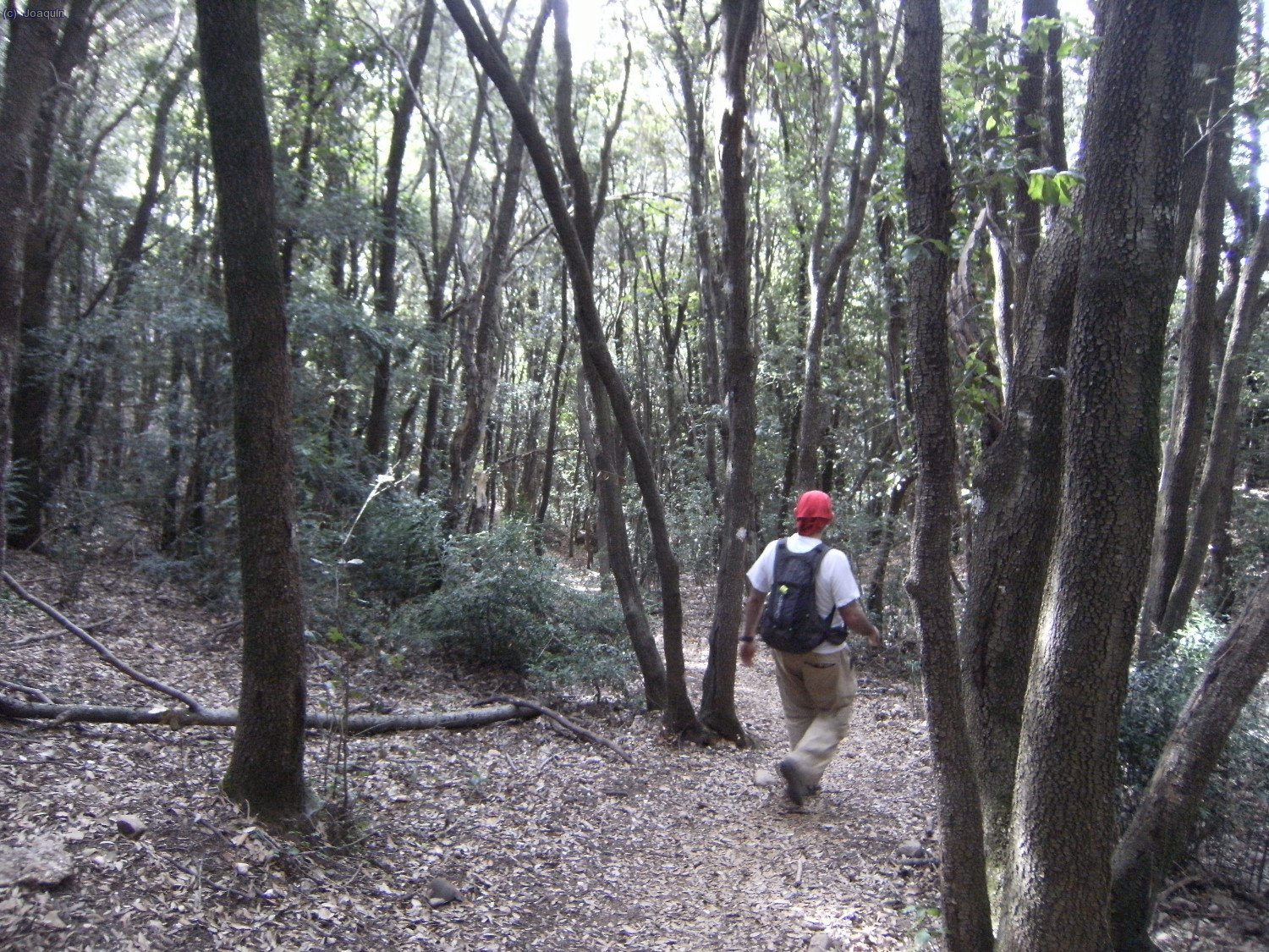 Bosques en las cercan&iacute;as del Portell Estret o Coll de Les Agulles