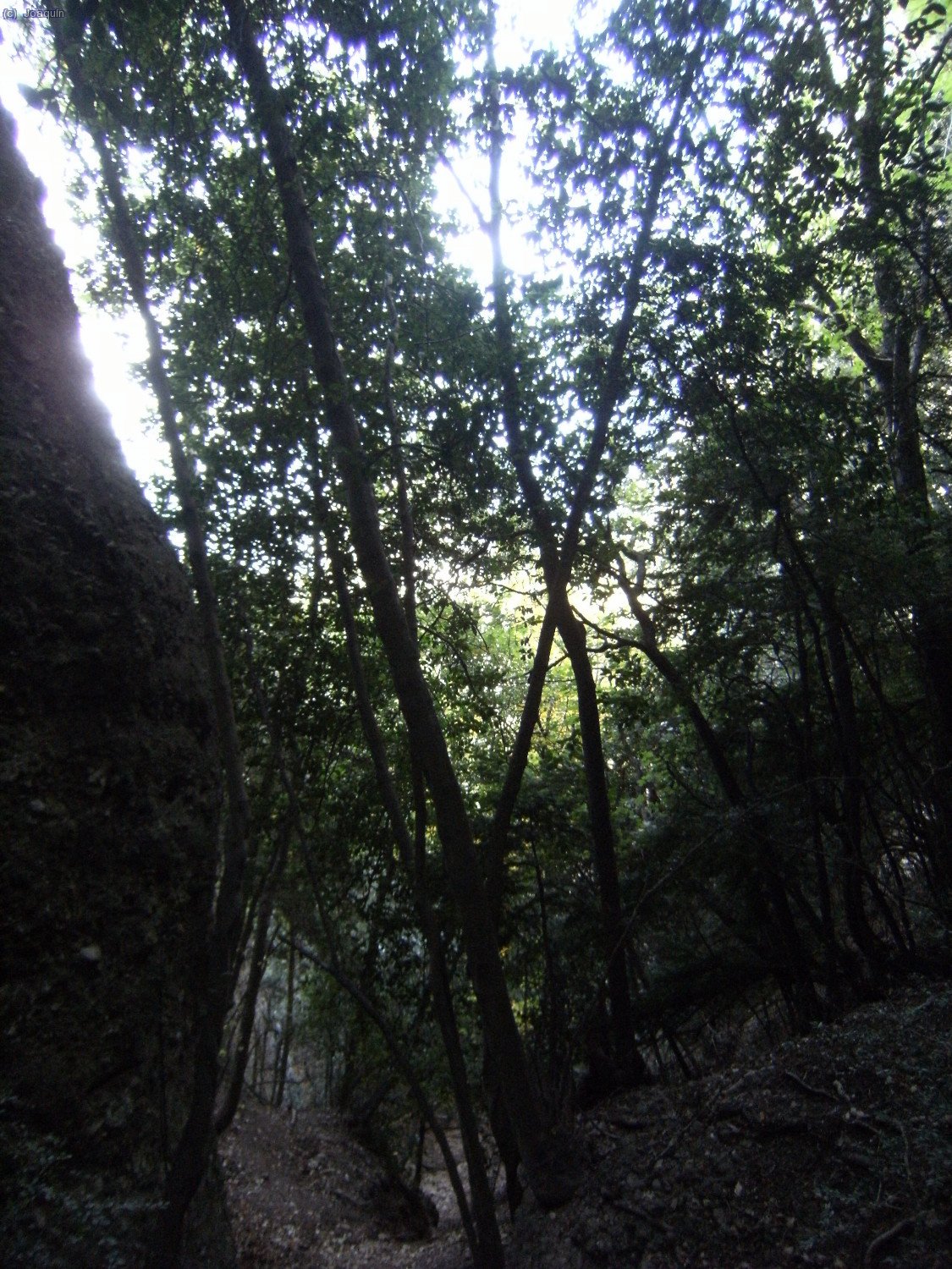 Bosques empinados entre Els Frares Encantats