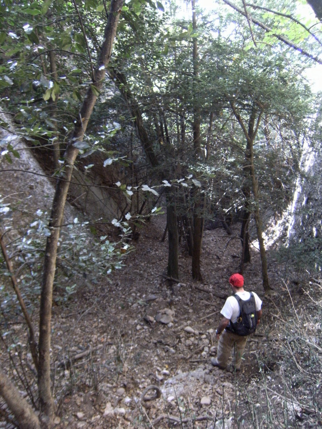 Bosques empinados entre Els Frares Encantats