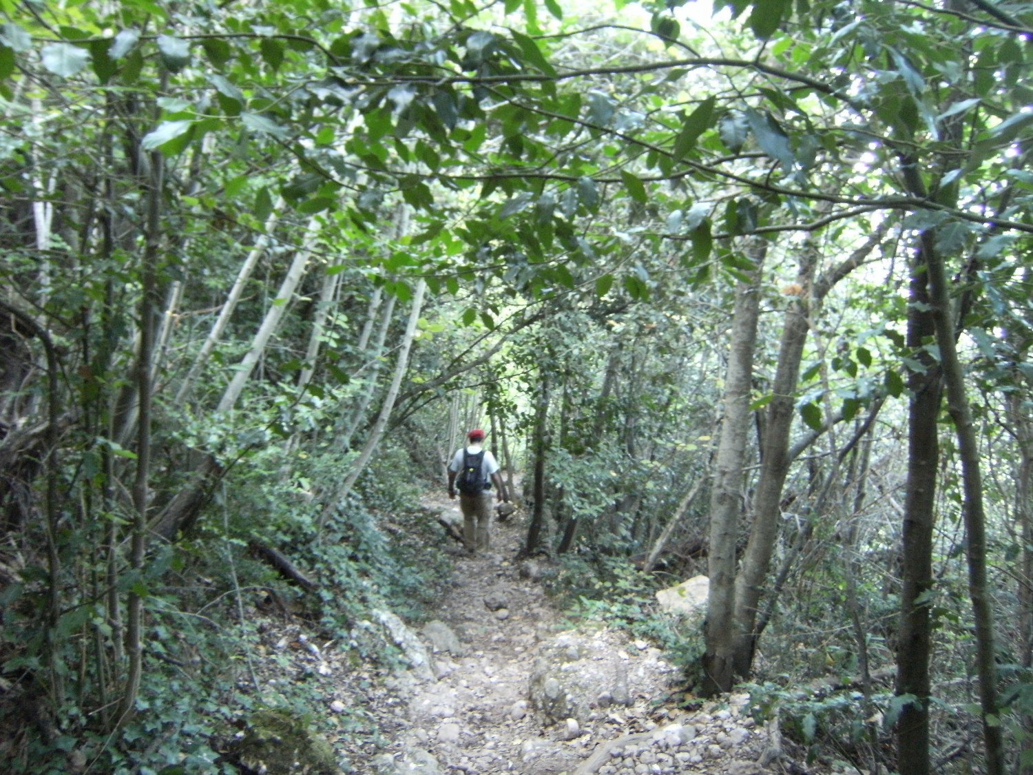 Bosques en la cara norte de Montserrat