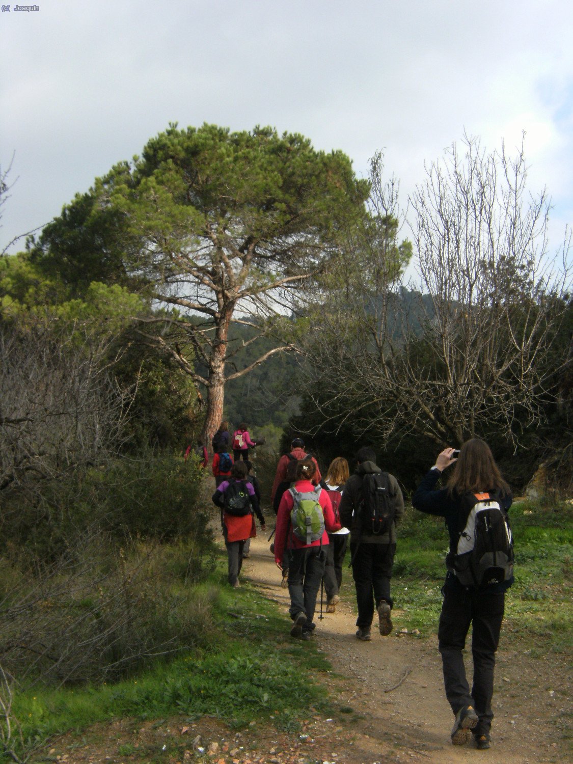 Pasando junto a un gran pino