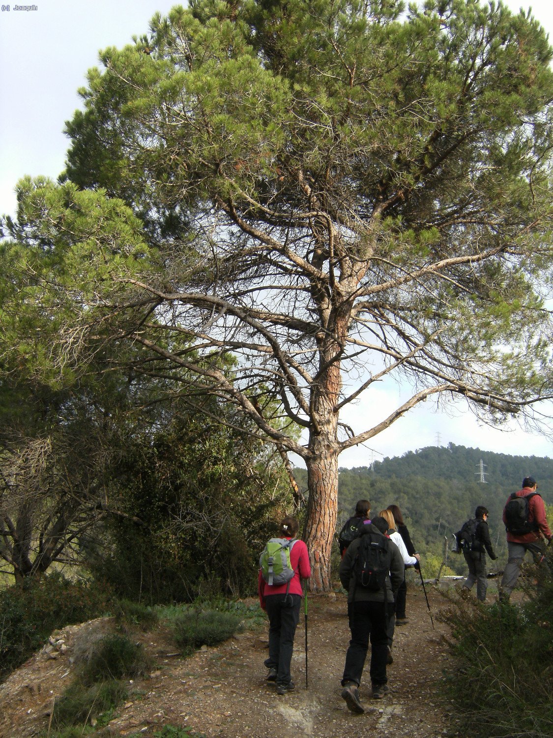 Pasando junto a un gran pino