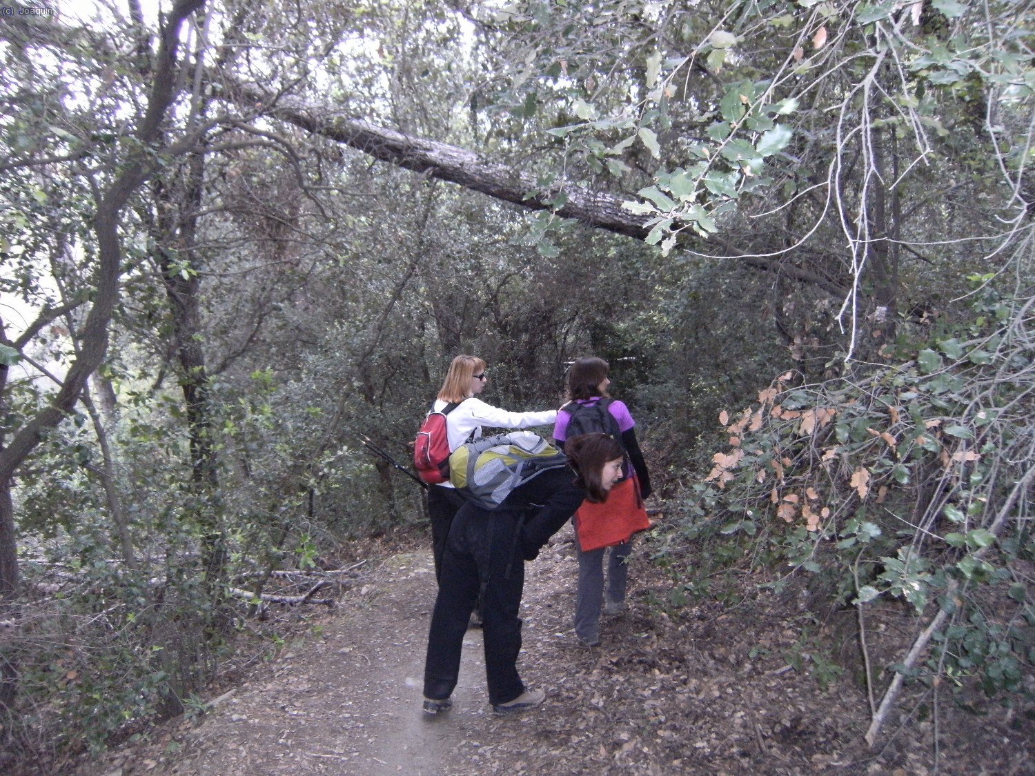 Entre los Torrents de La Font del Pedr&oacute; y el Torrent de La Mina