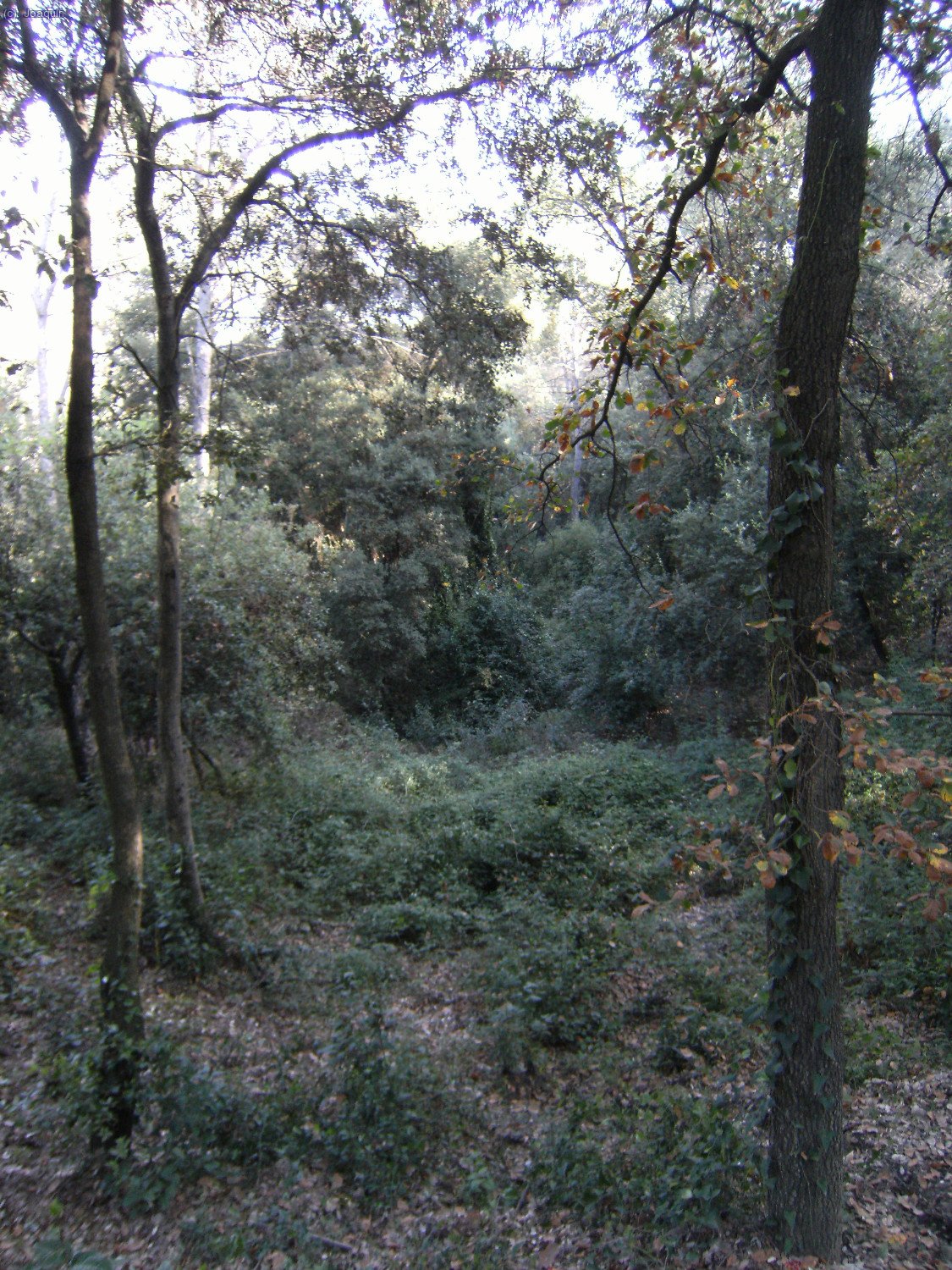 Selva de Collserola