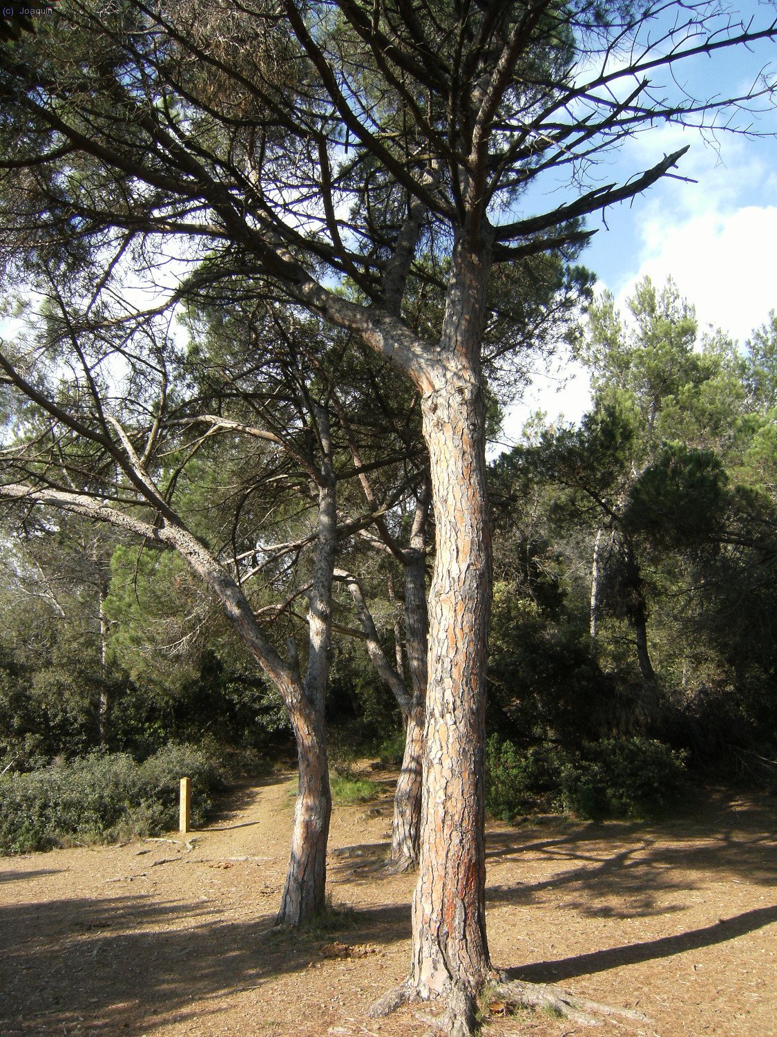 Comienzo de la senda de subida al Puig Madrona
