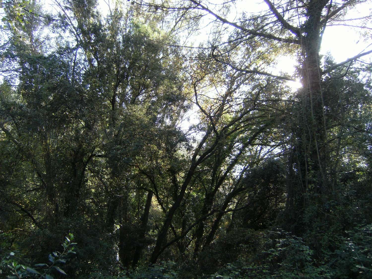 Selva de Collserola