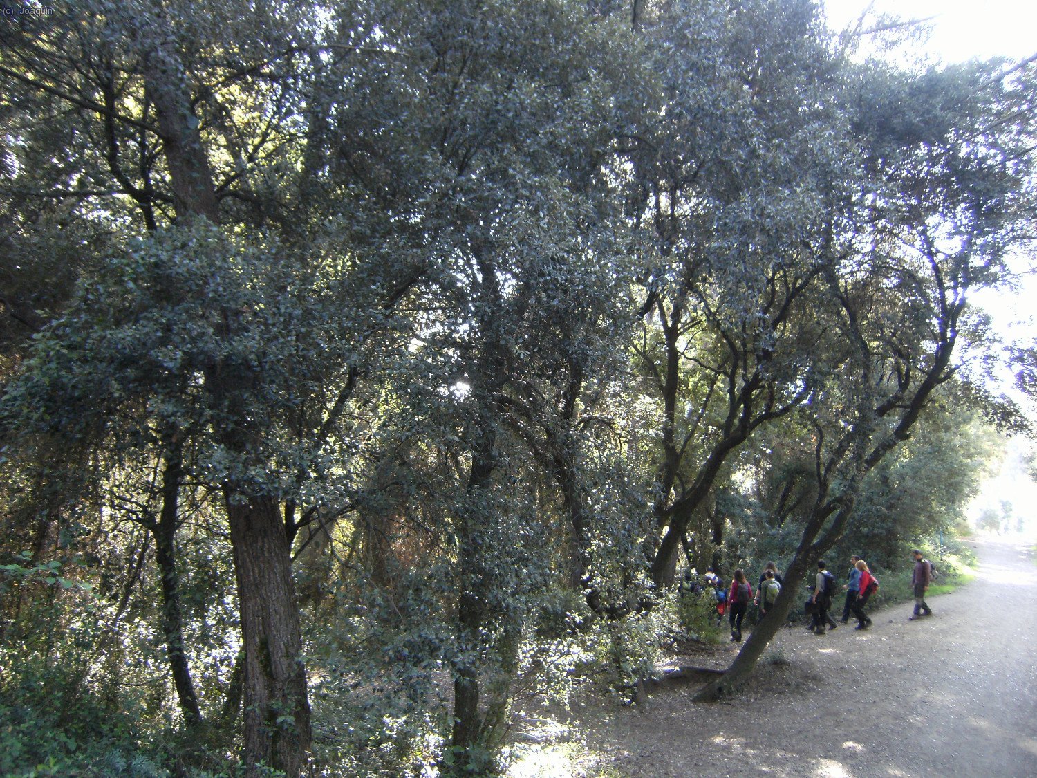 Cruce con la bajada al Salt