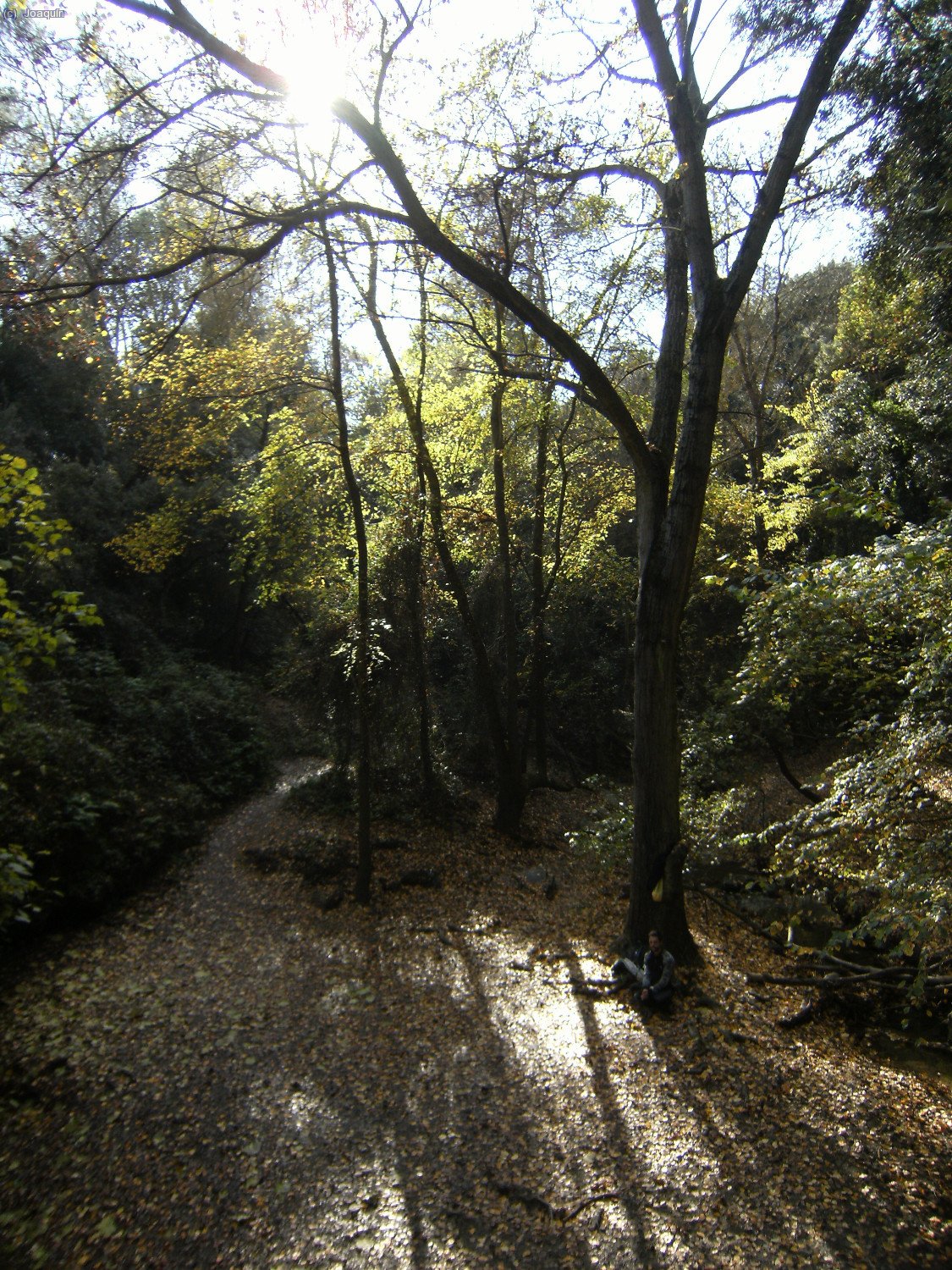 Frondosidades cerca del Salt