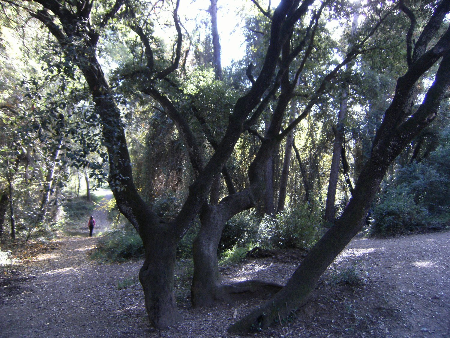 Cruce con la bajada al Salt