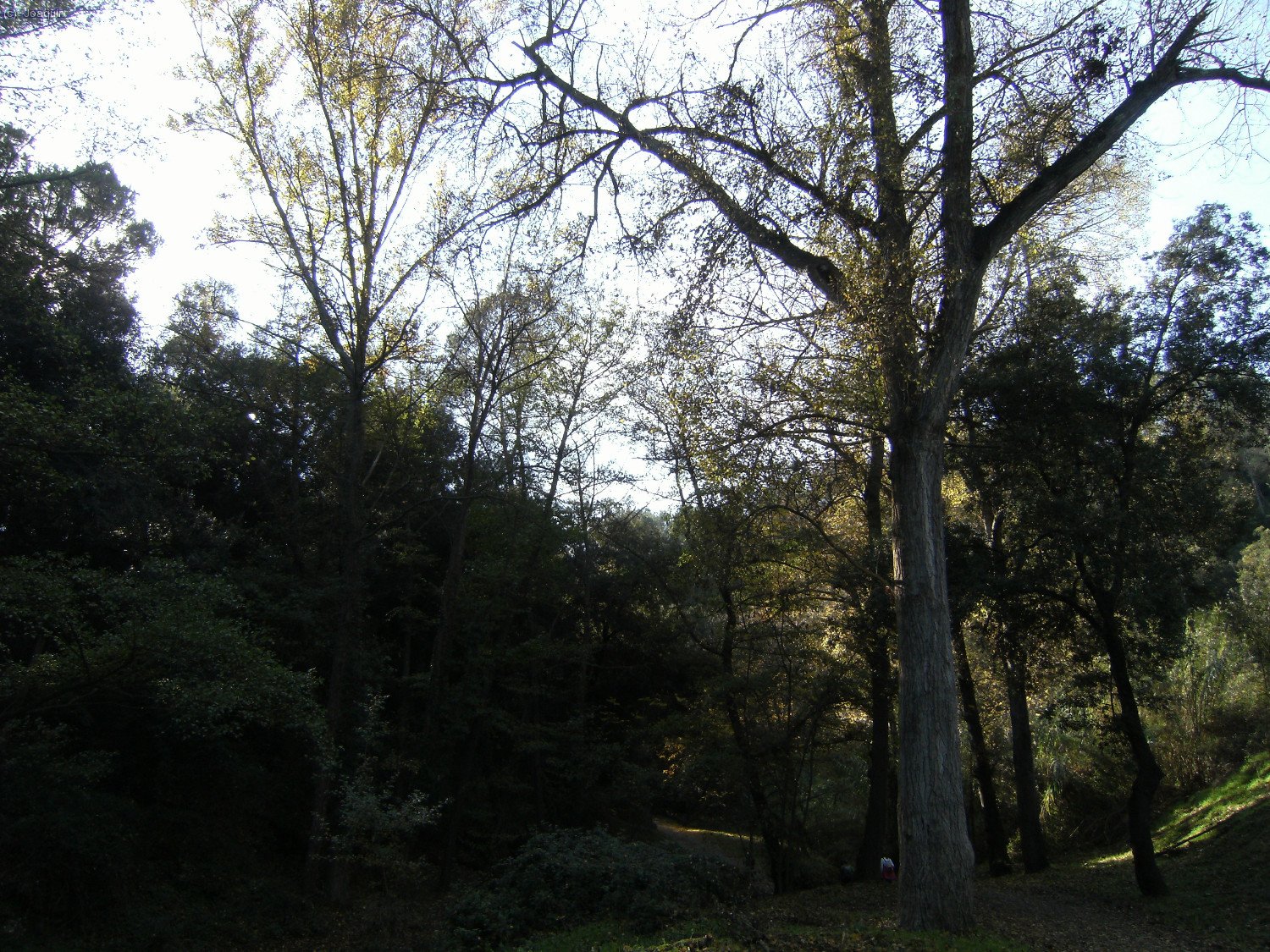 Camino de Can Rabella