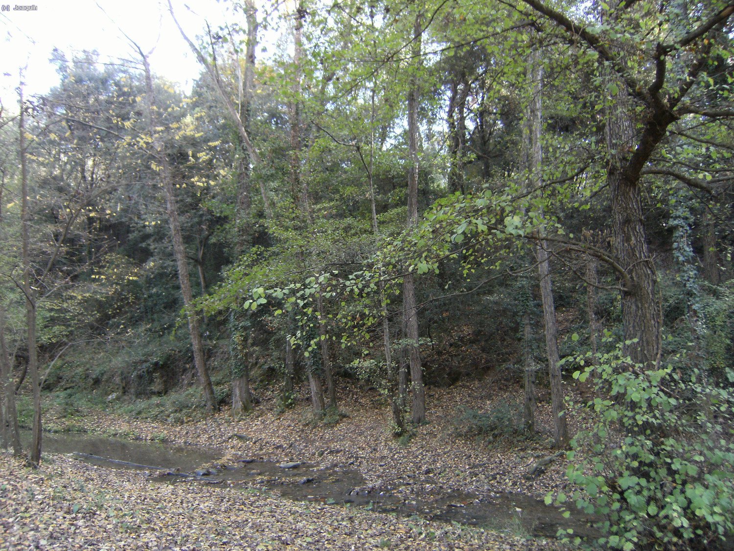 Selva de Collserola