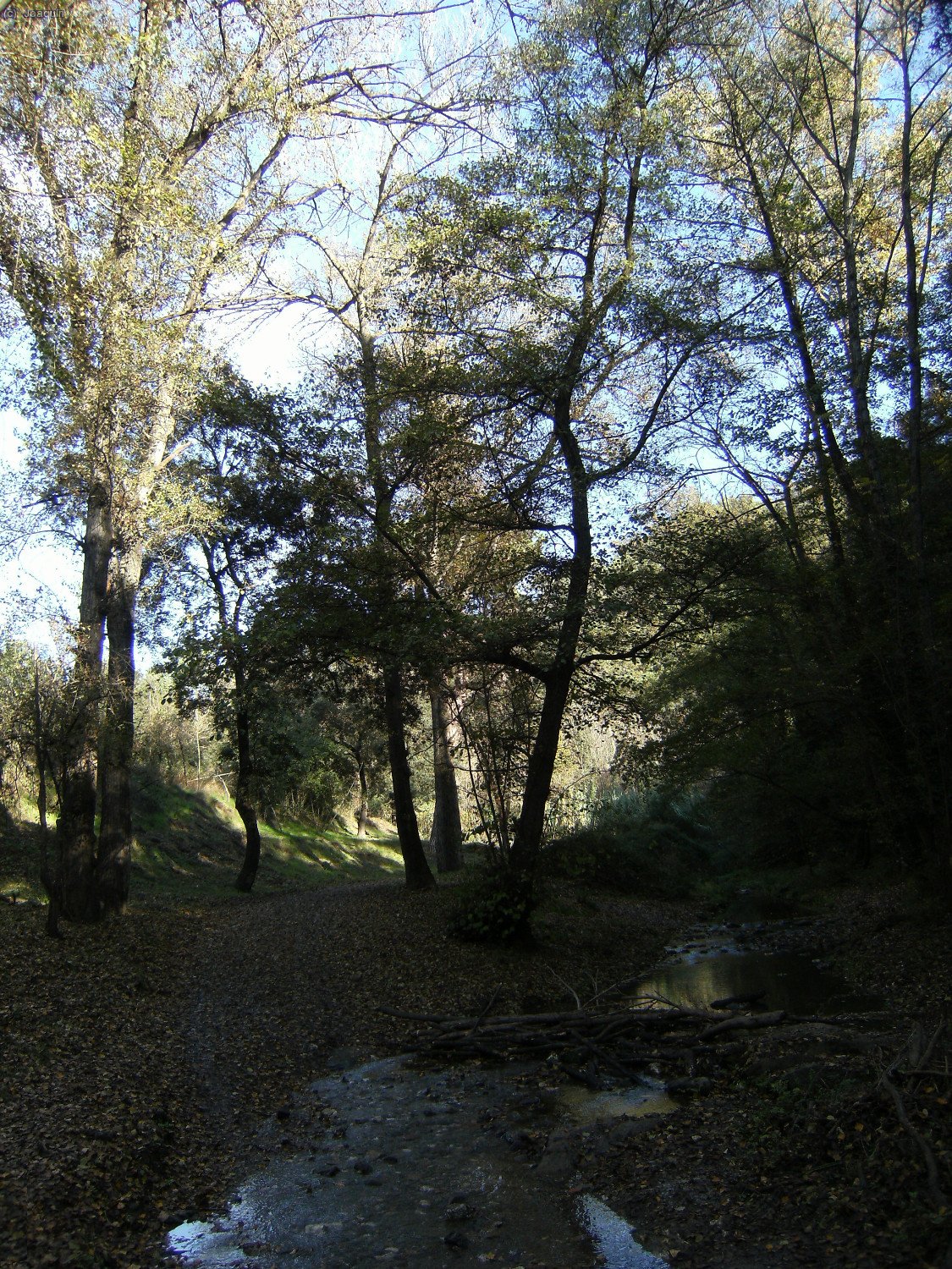 Riera de la Rierada o de Vallvidrera