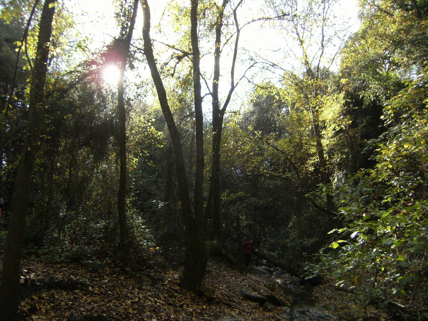 Frondosidades cerca del Salt