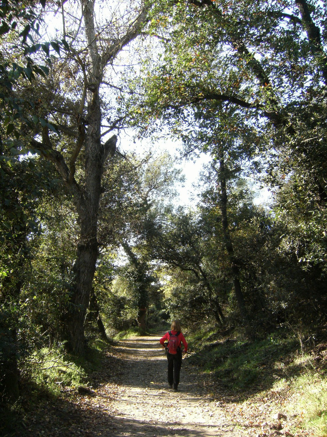 Camino de Can Rabella