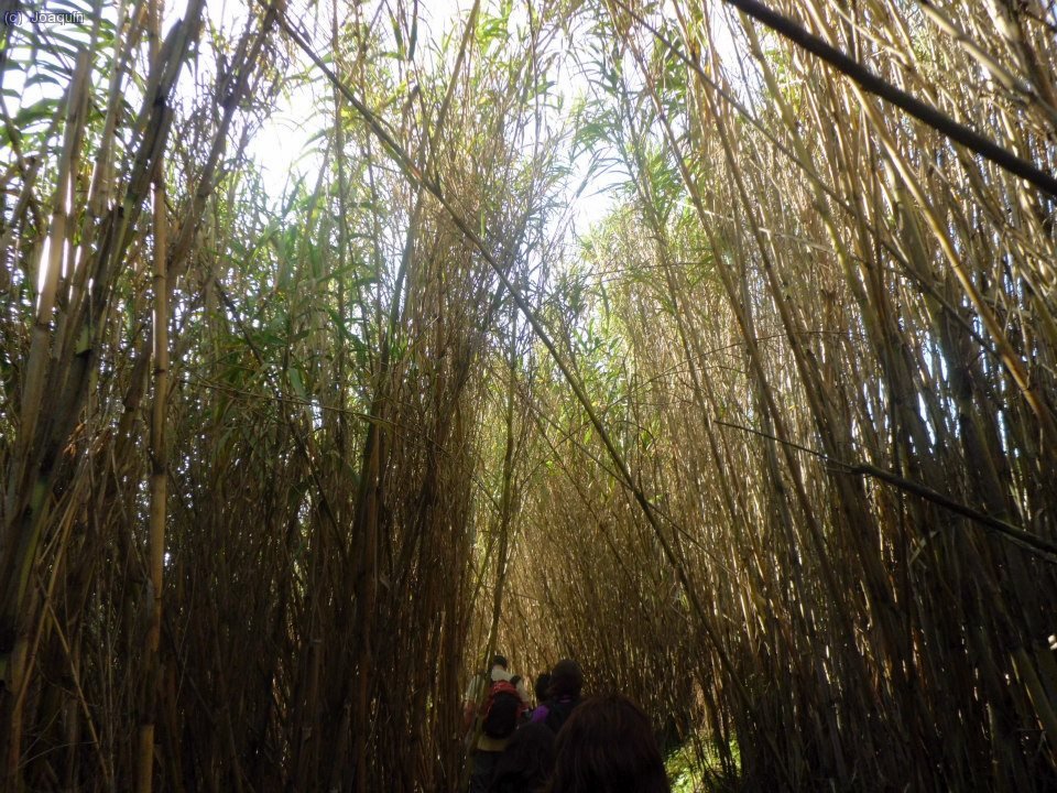 Junto a la Riera de la Rierada o de Vallvidrera (Foto: Juan)