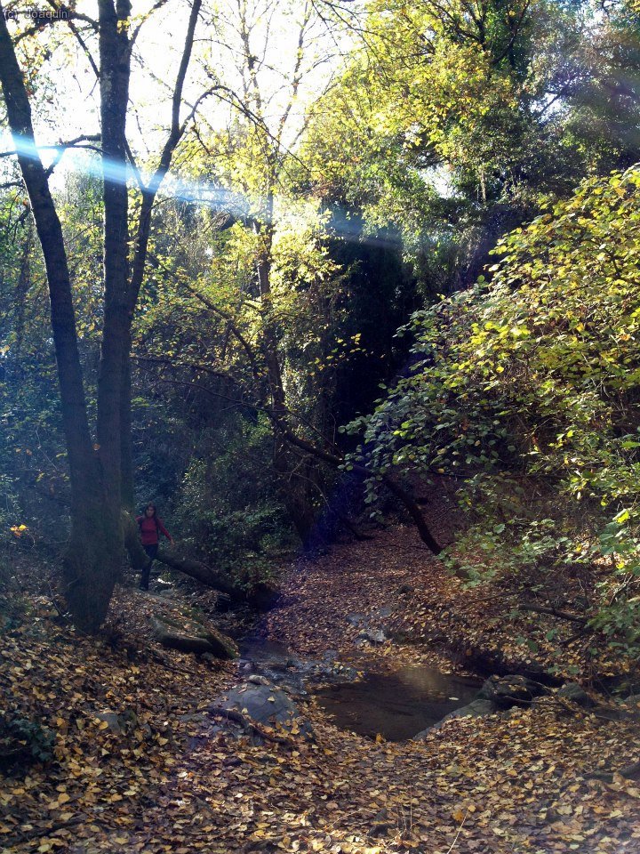 Frondosidades cerca del Salt (Foto: Laura)