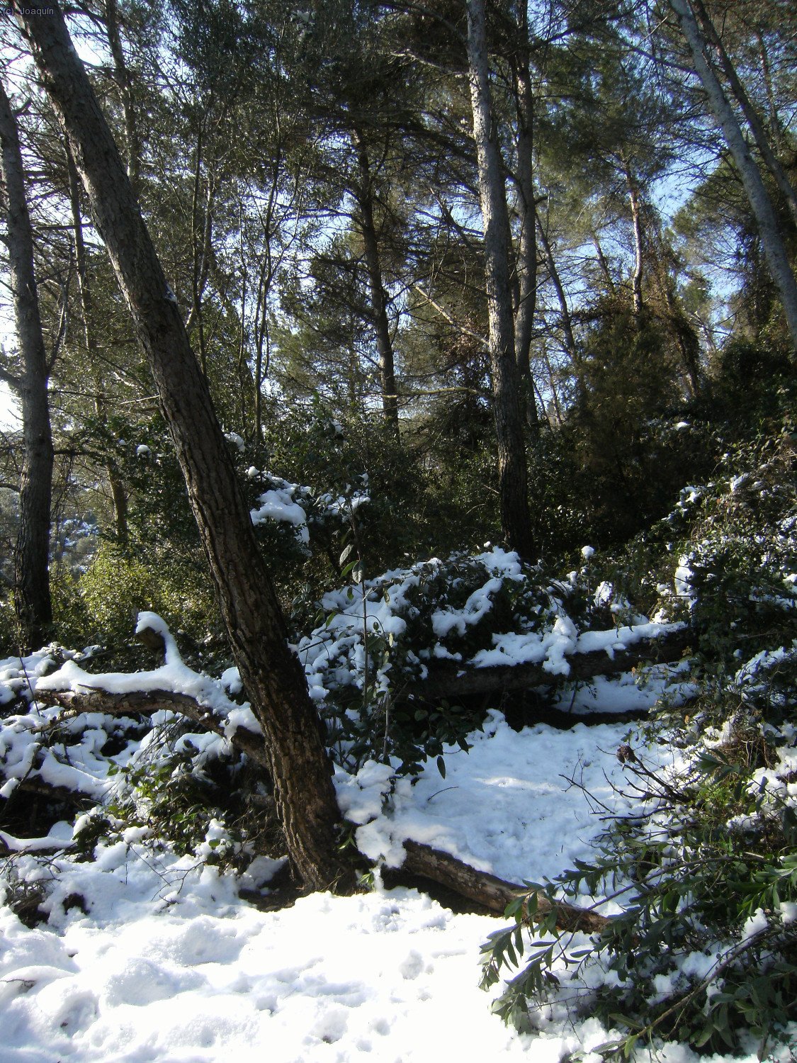 Nieve en la senda de camino a la pista cimera