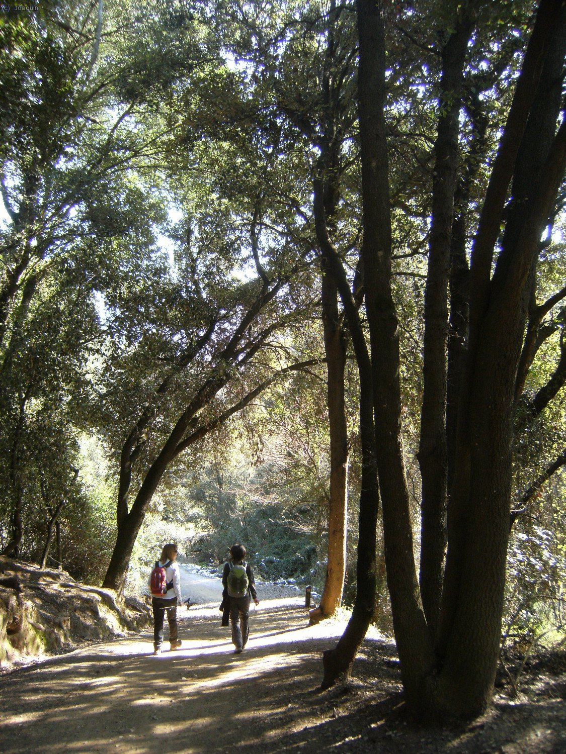 Camino de Can Codina por el G.R.-173