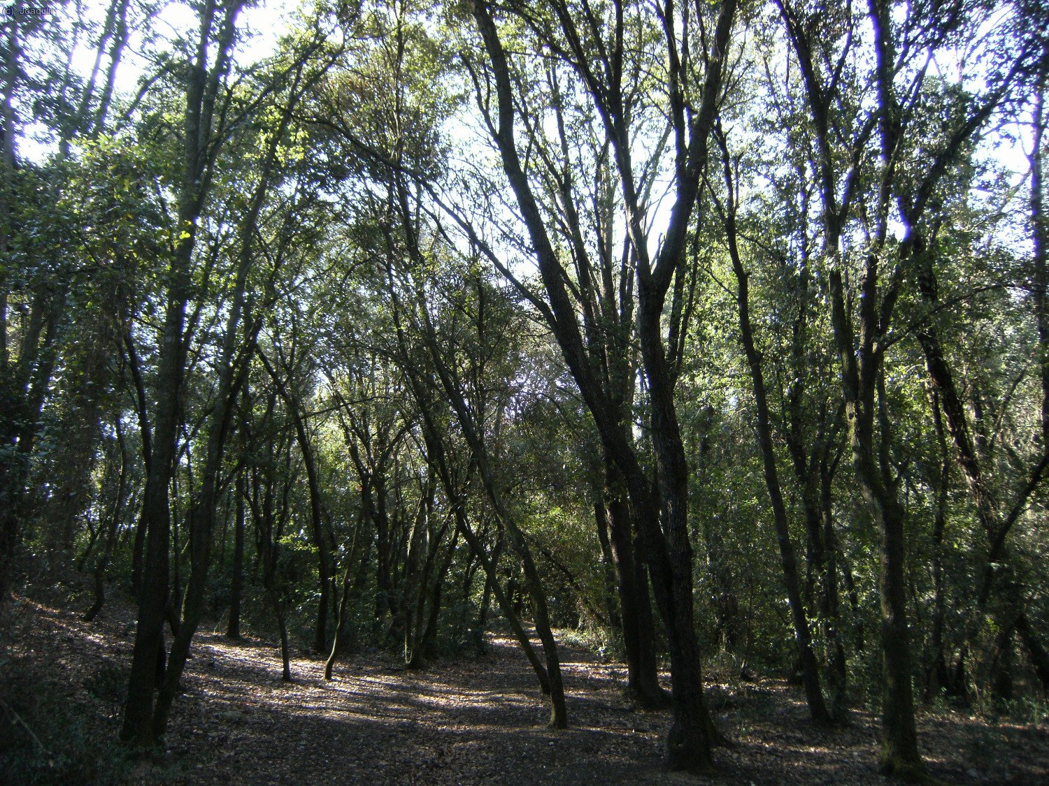 Bosque cerca del &aacute;rea recreativa de Can Coll