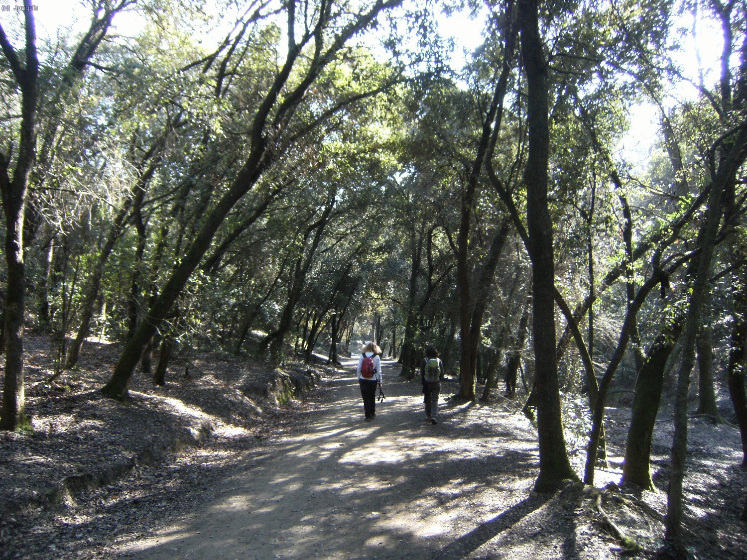 Camino de Can Codina por el G.R.-173