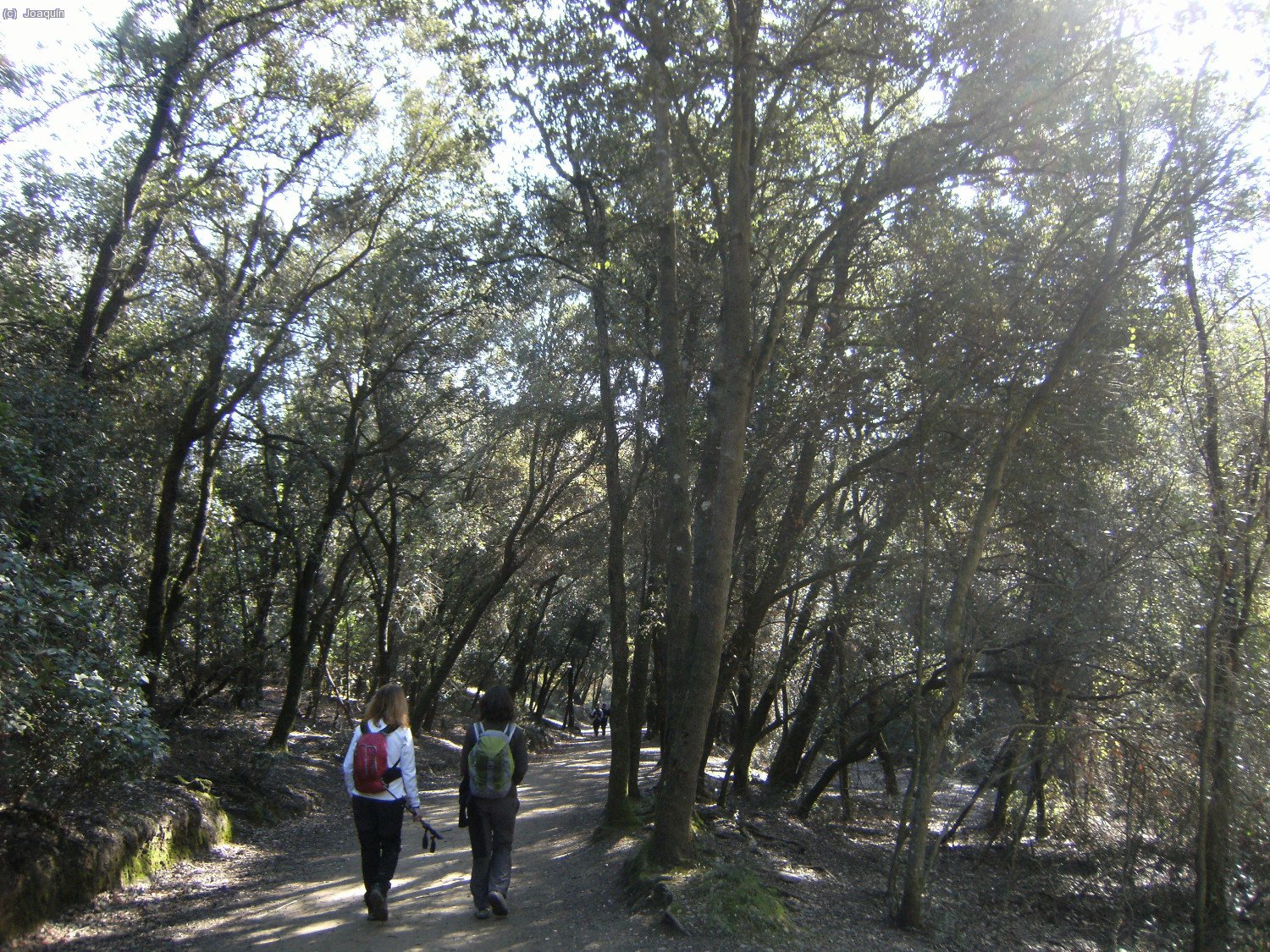 Camino de Can Codina por el G.R.-173