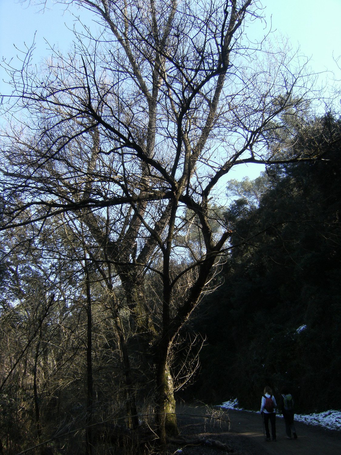 Camino de Santa Maria de Les Feixes