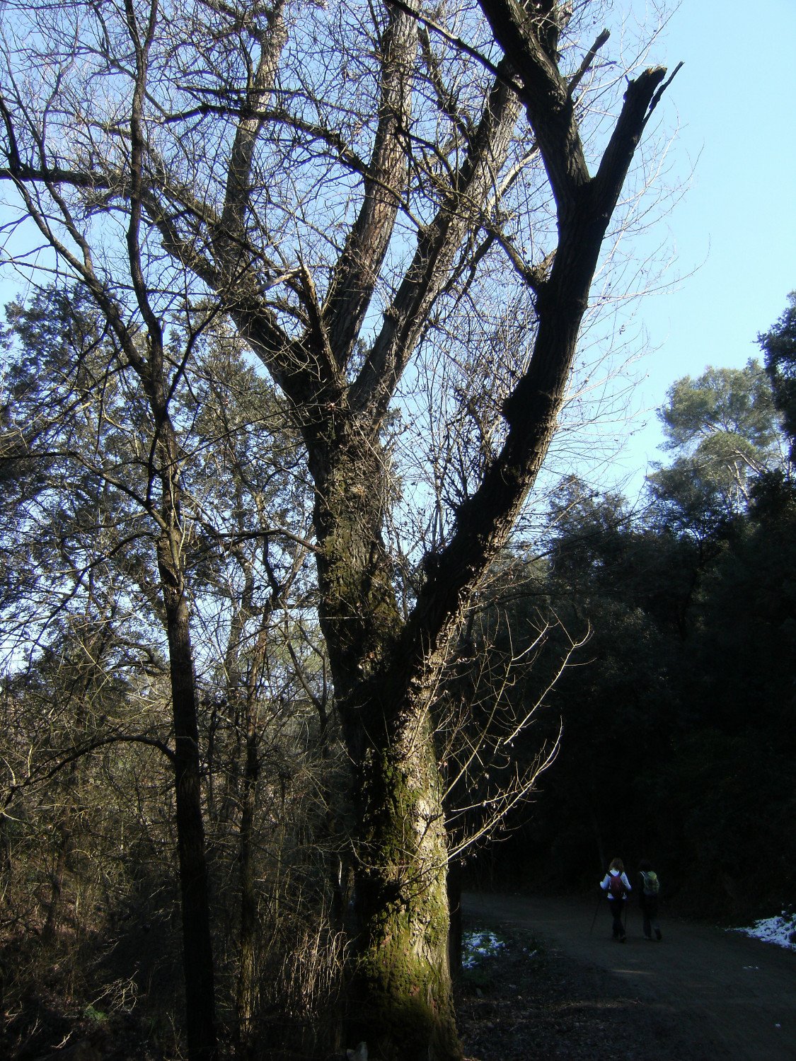 Camino de Santa Maria de Les Feixes
