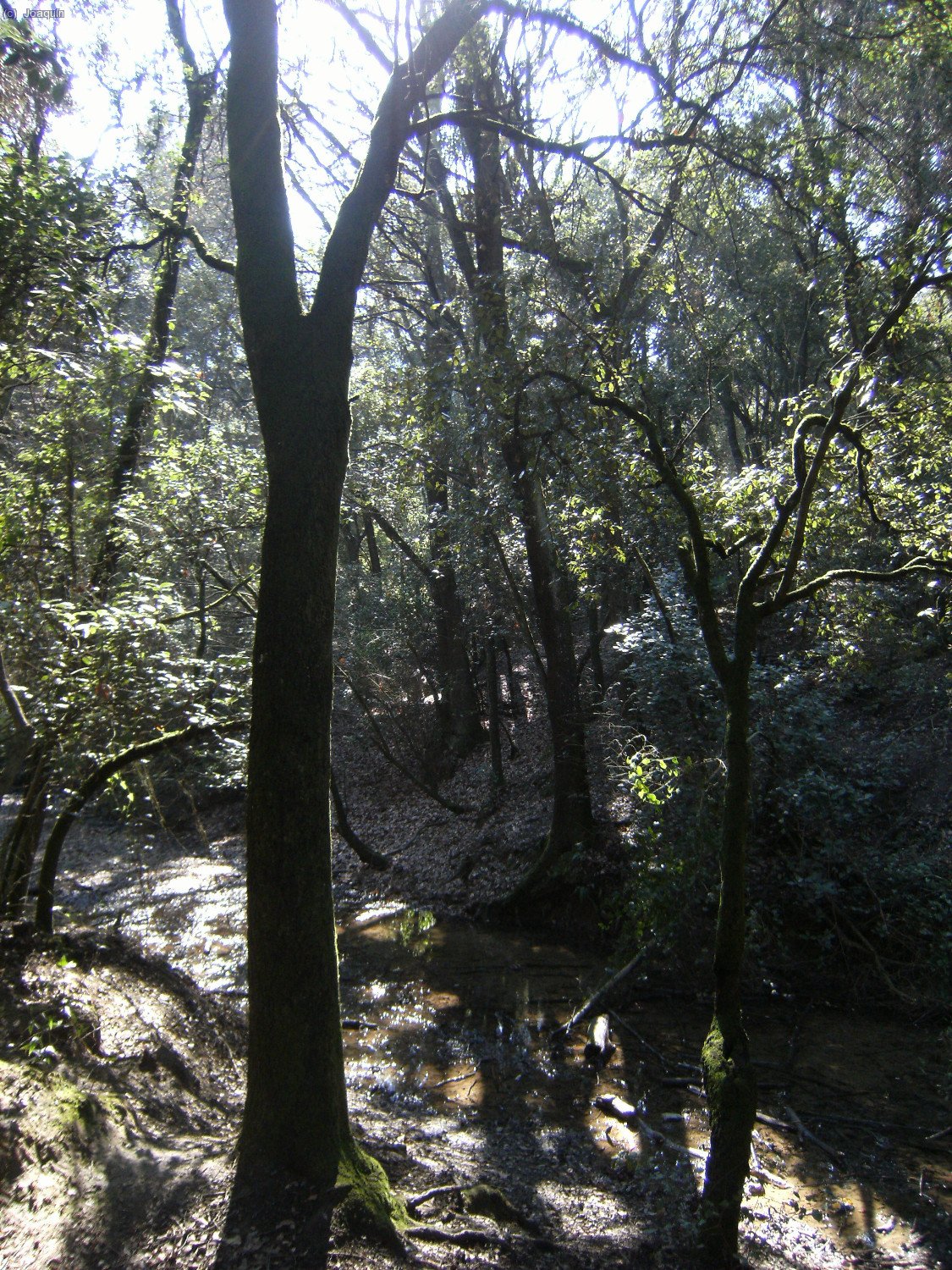 Torrent de Can Codina