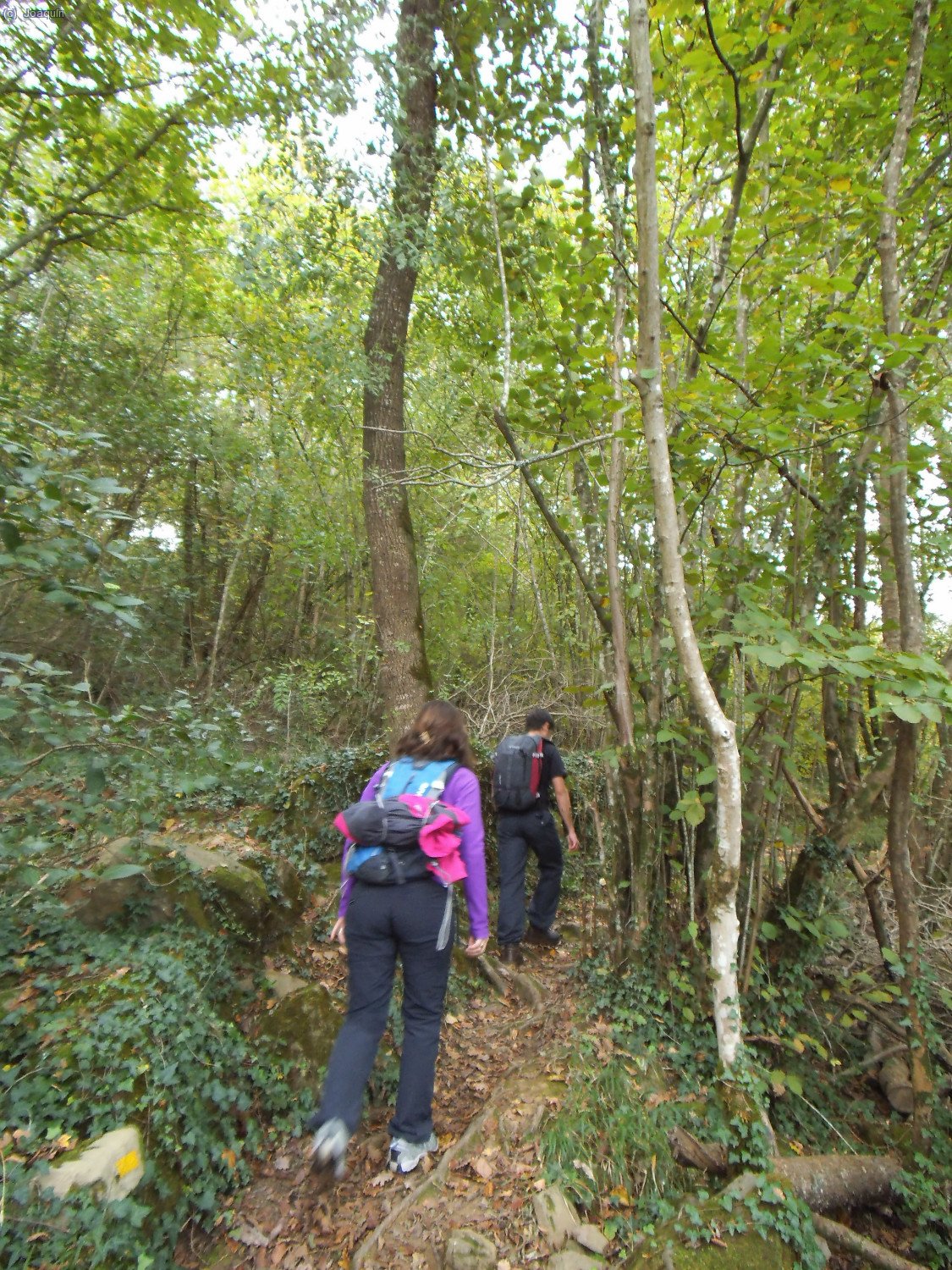 Intern&aacute;ndonos en el robledal